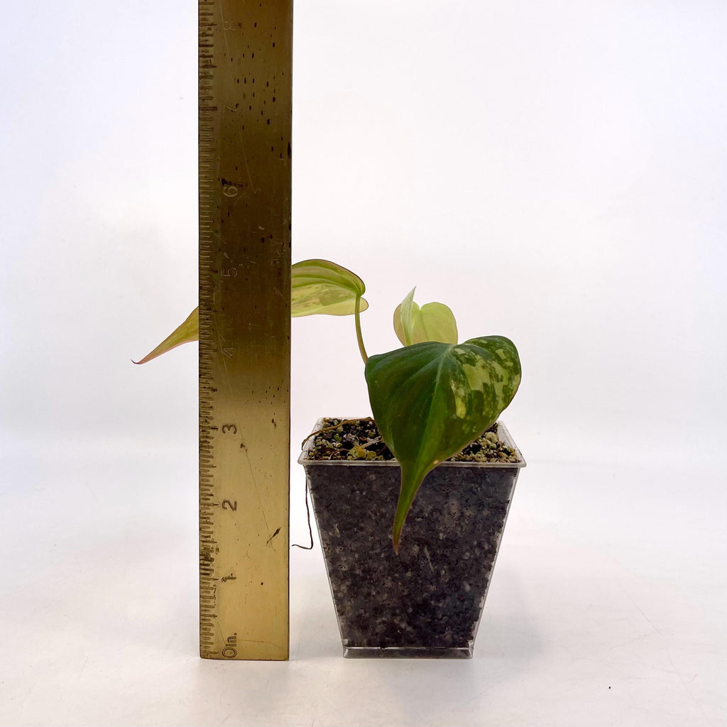 Variegated Philodendron micans Aurea (Can acclimate to house conditions) NON-EXACT