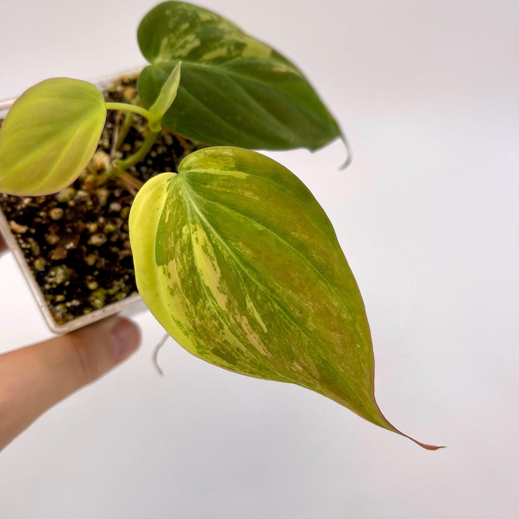 Variegated Philodendron micans Aurea (Can acclimate to house conditions) NON-EXACT