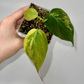 Variegated Philodendron micans Aurea (Can acclimate to house conditions) NON-EXACT