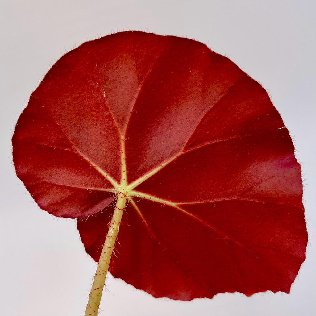 LEAF CUTTING Begonia erythrophylla aka Water-lily Begonia (Can acclimate to house conditions)