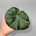 LEAF CUTTING Begonia erythrophylla aka Water-lily Begonia (Can acclimate to house conditions)