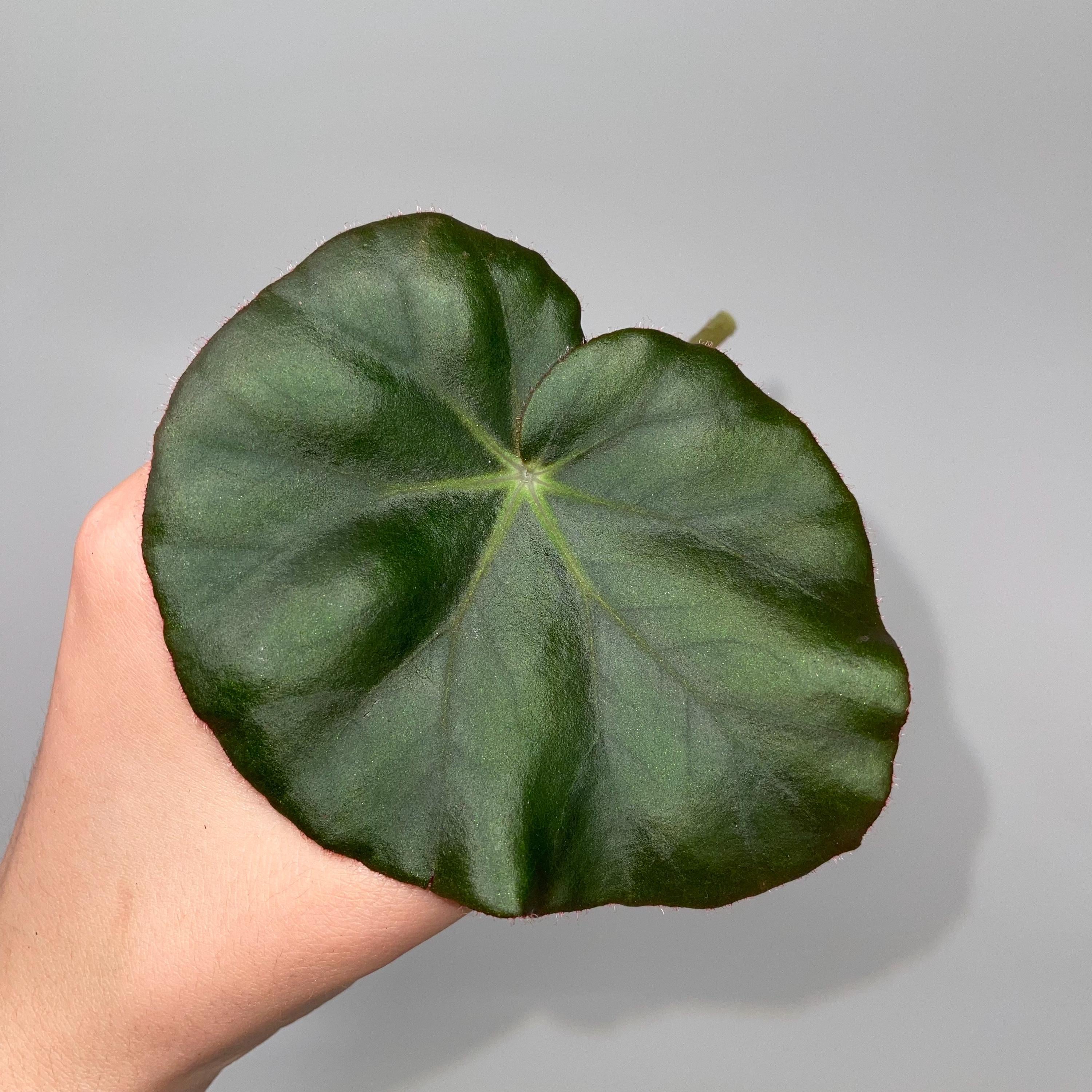 LEAF CUTTING Begonia erythrophylla aka Water-lily Begonia (Can acclimate to house conditions)