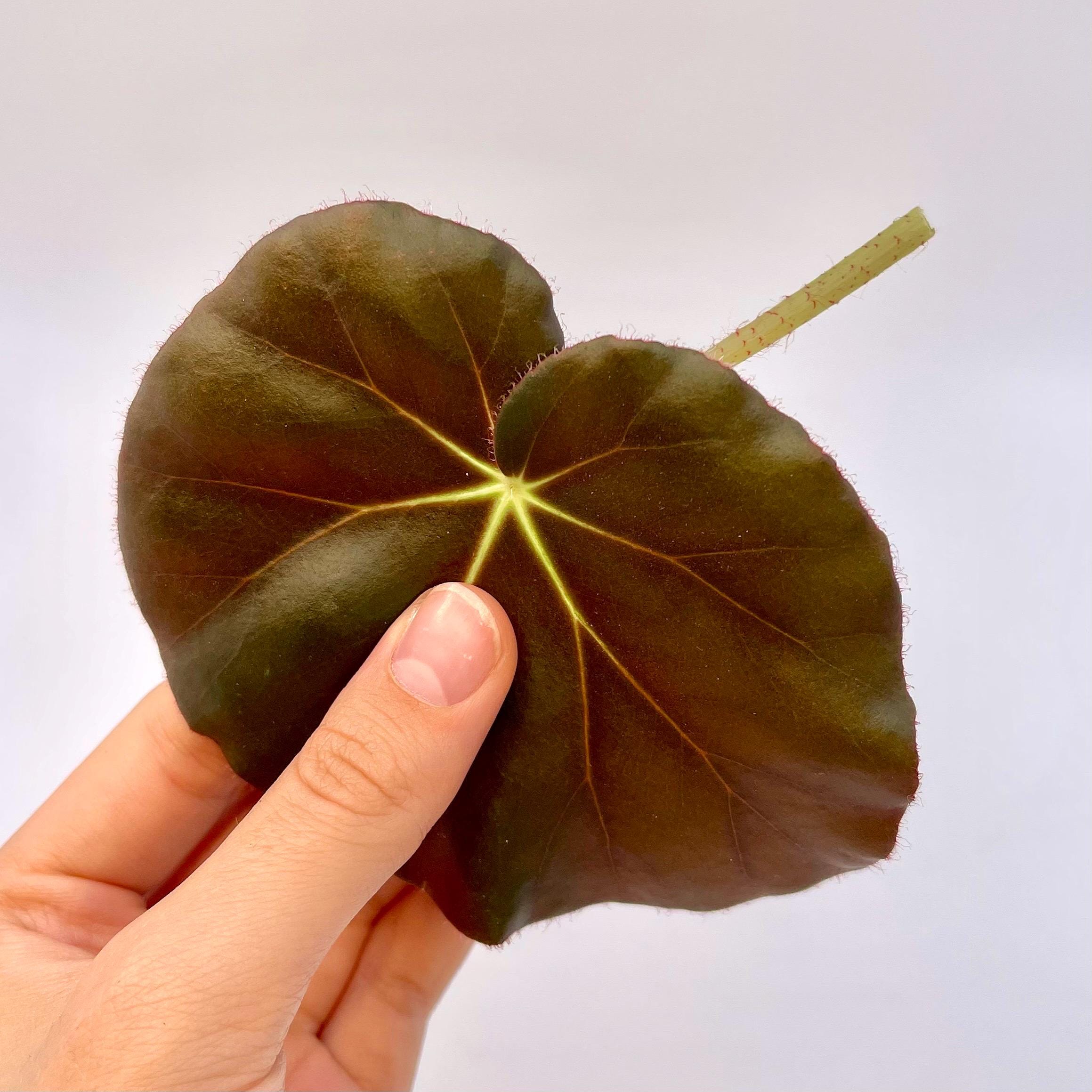 LEAF CUTTING Begonia erythrophylla aka Water-lily Begonia (Can acclimate to house conditions)