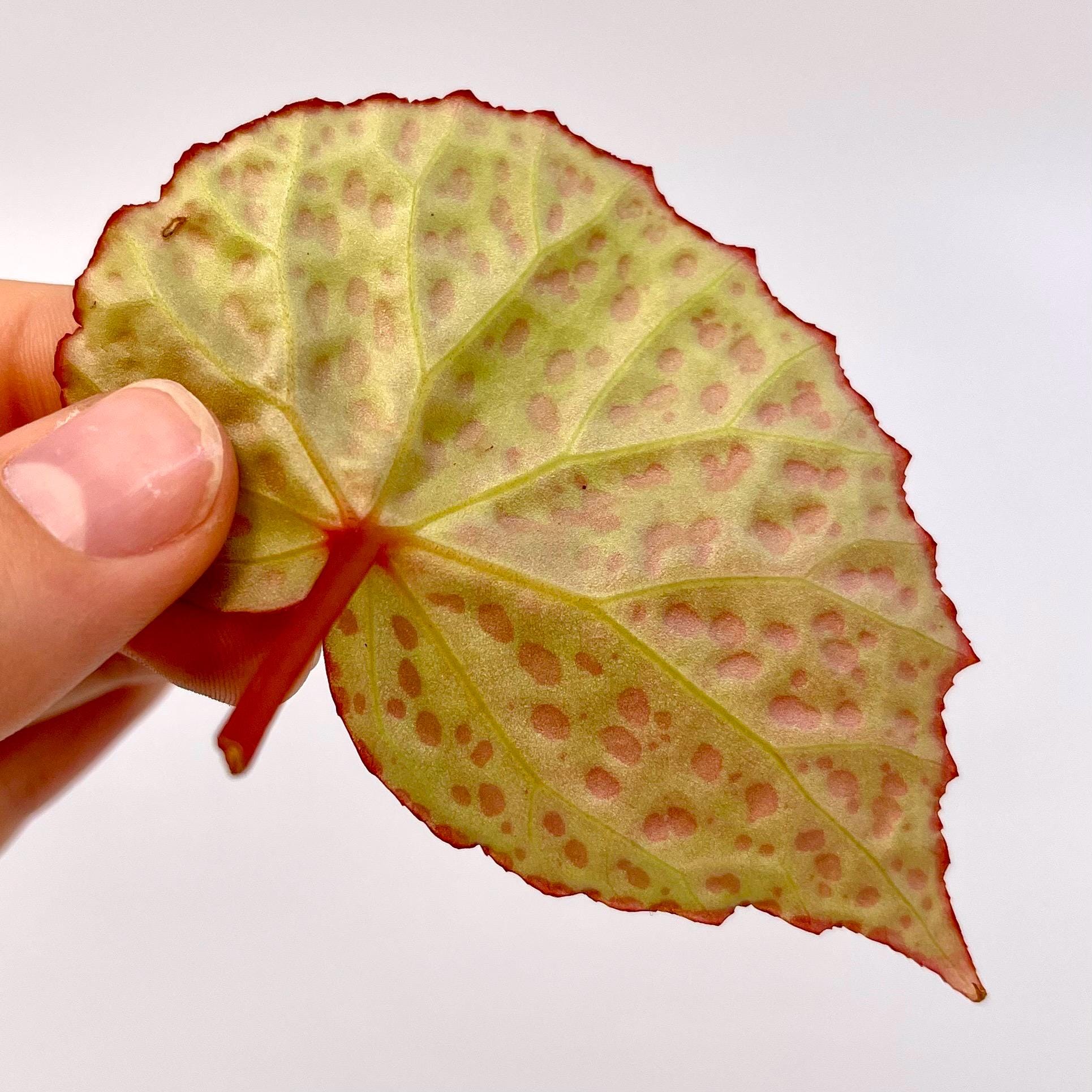 LEAF CUTTING Begonia roseopunctata Type one