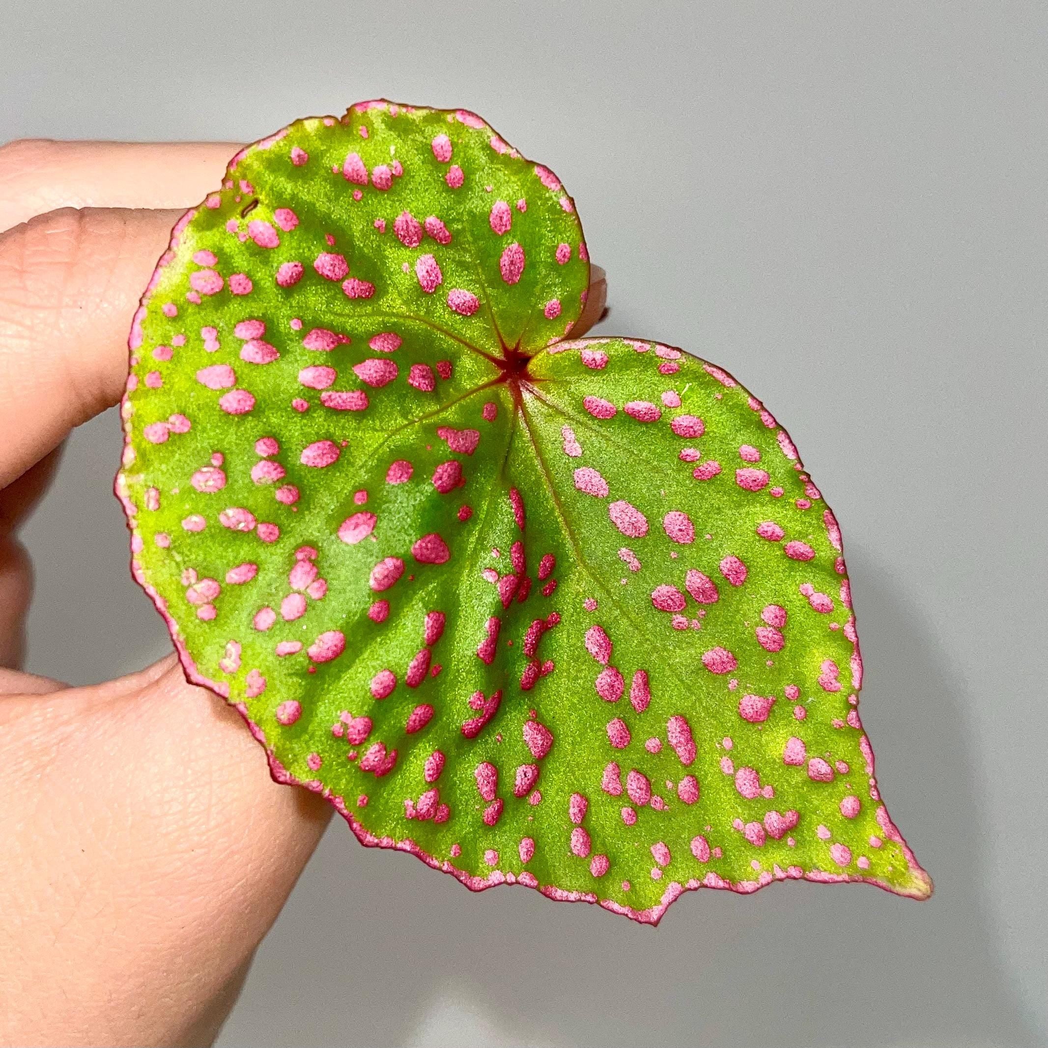 LEAF CUTTING Begonia roseopunctata Type one