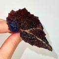 LEAF CUTTING Begonia Botanicaz 22 (Can acclimate to house conditions)
