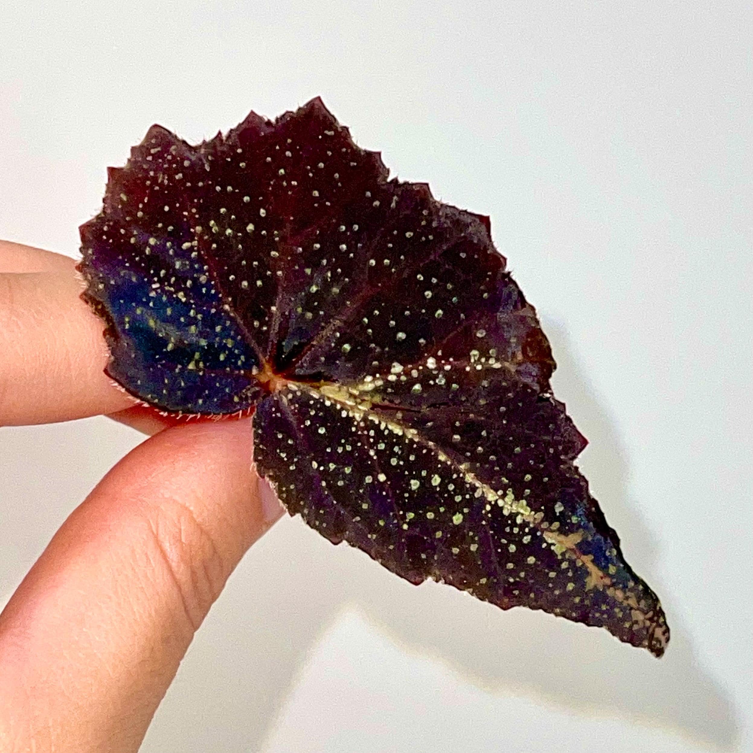 LEAF CUTTING Begonia Botanicaz 22 (Can acclimate to house conditions)