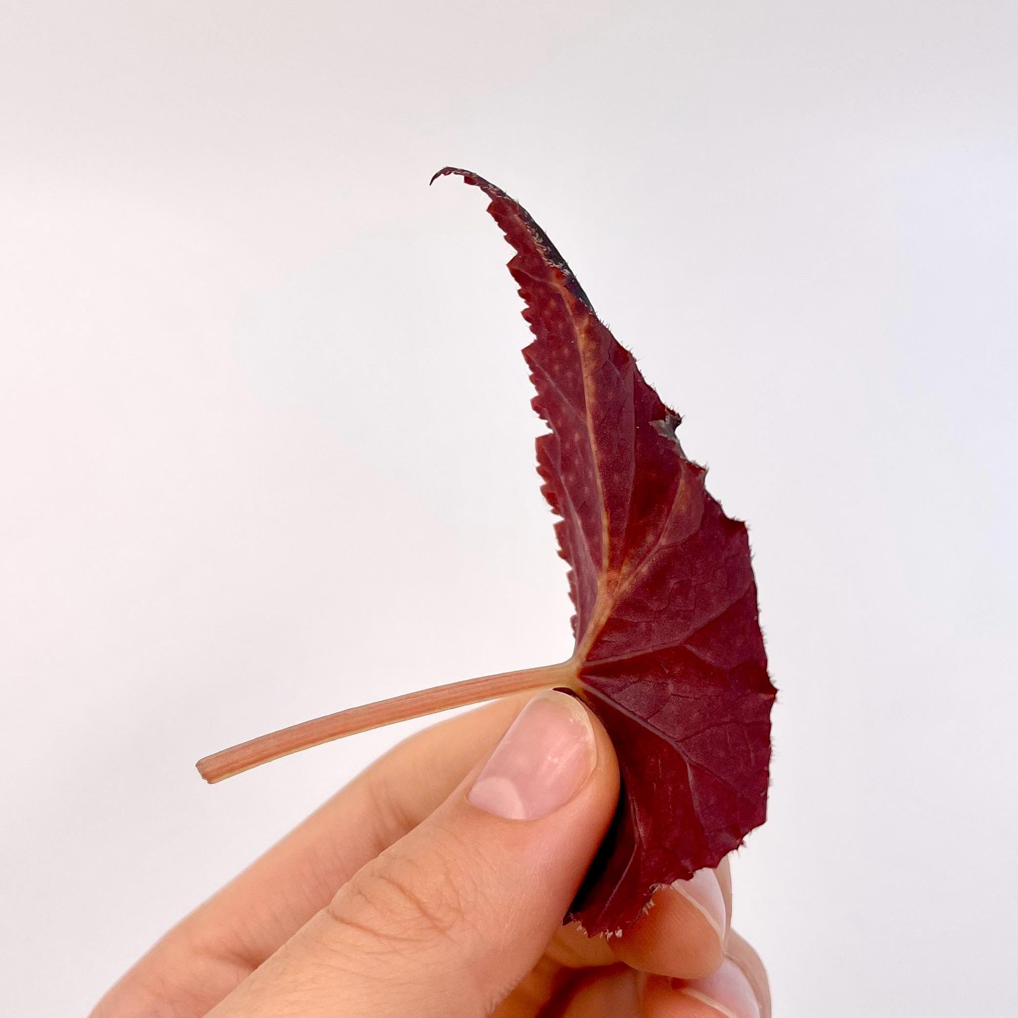 LEAF CUTTING Begonia Botanicaz 22 (Can acclimate to house conditions)