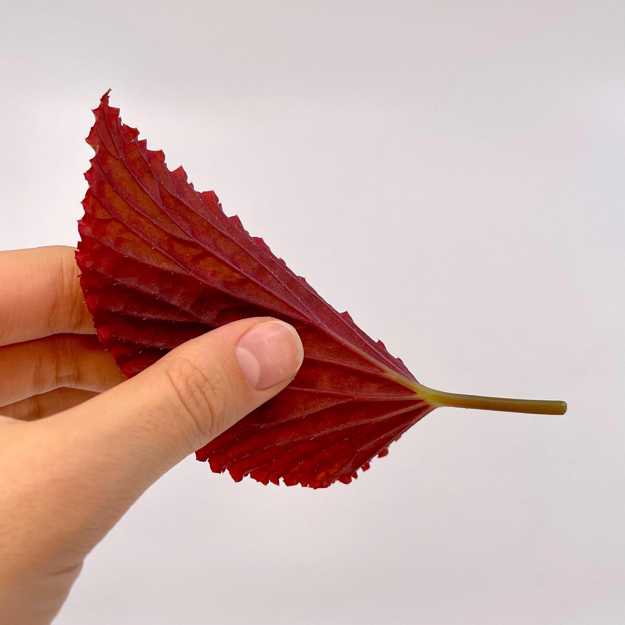 LEAF CUTTING Begonia Botanicaz 13