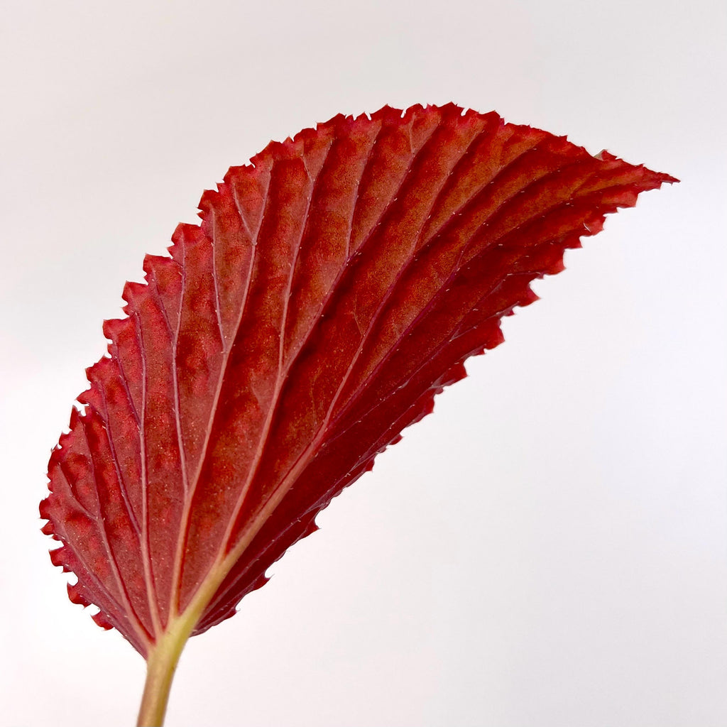 LEAF CUTTING Begonia Botanicaz 13