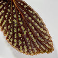 LEAF CUTTING Begonia Botanicaz 13