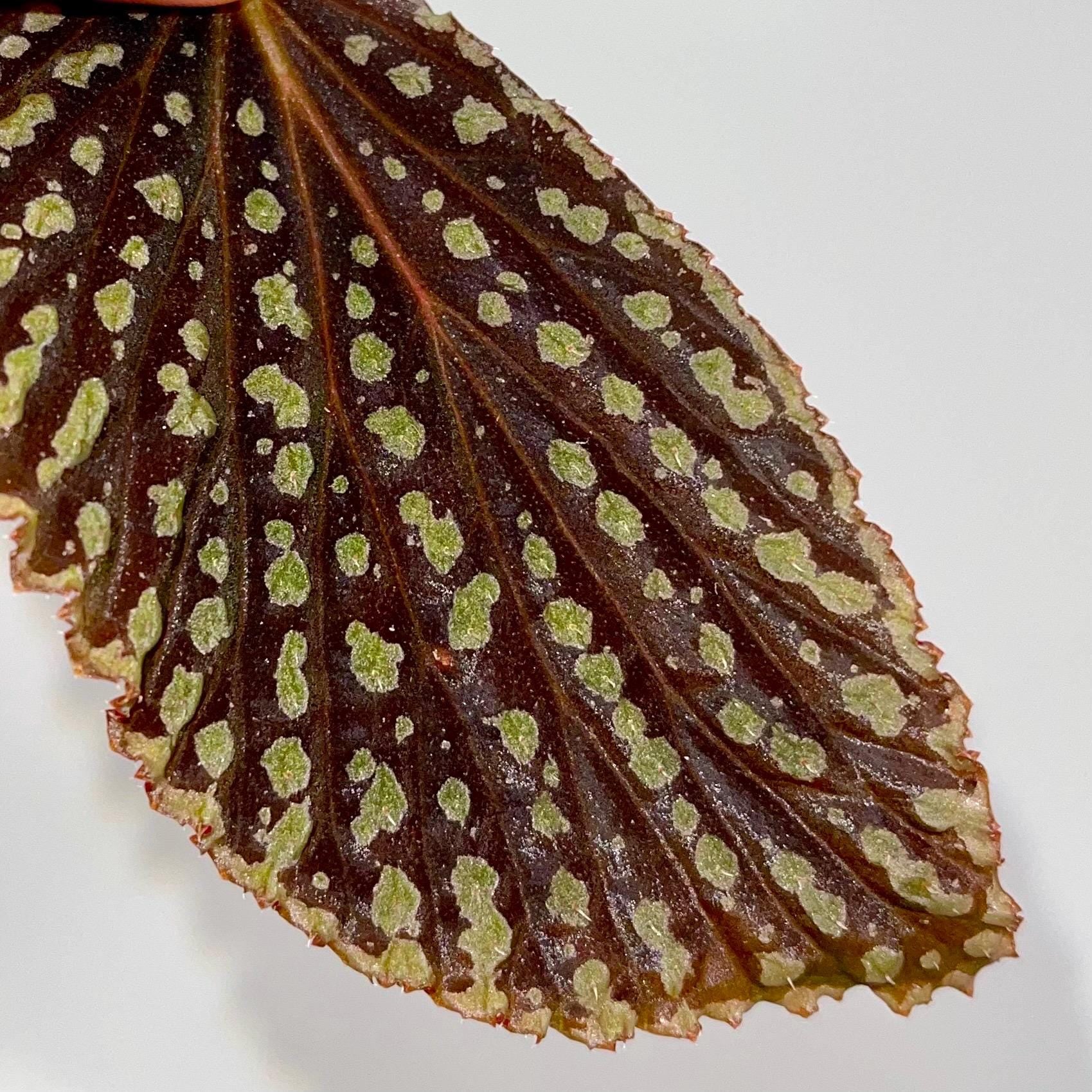 LEAF CUTTING Begonia Botanicaz 13