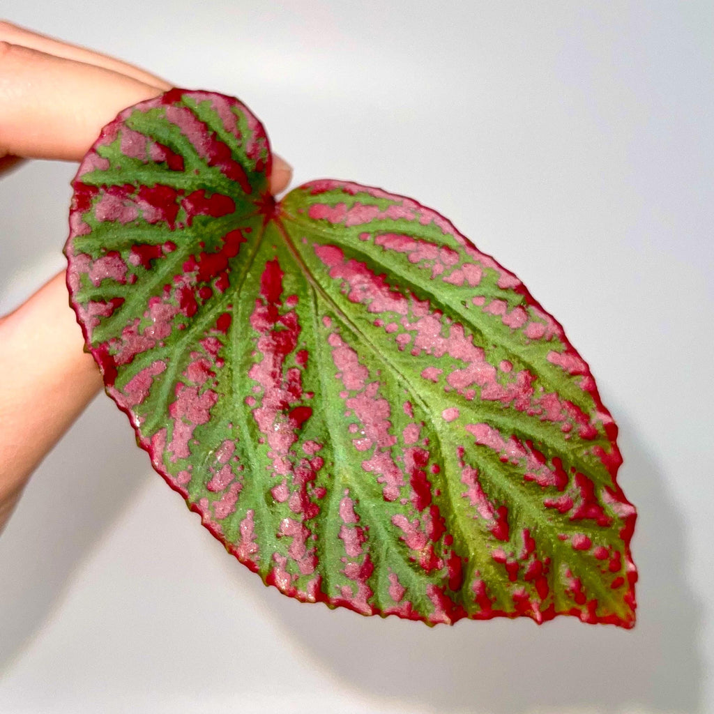 LEAF CUTTING Begonia Botanicaz 65