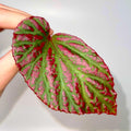 LEAF CUTTING Begonia Botanicaz 65