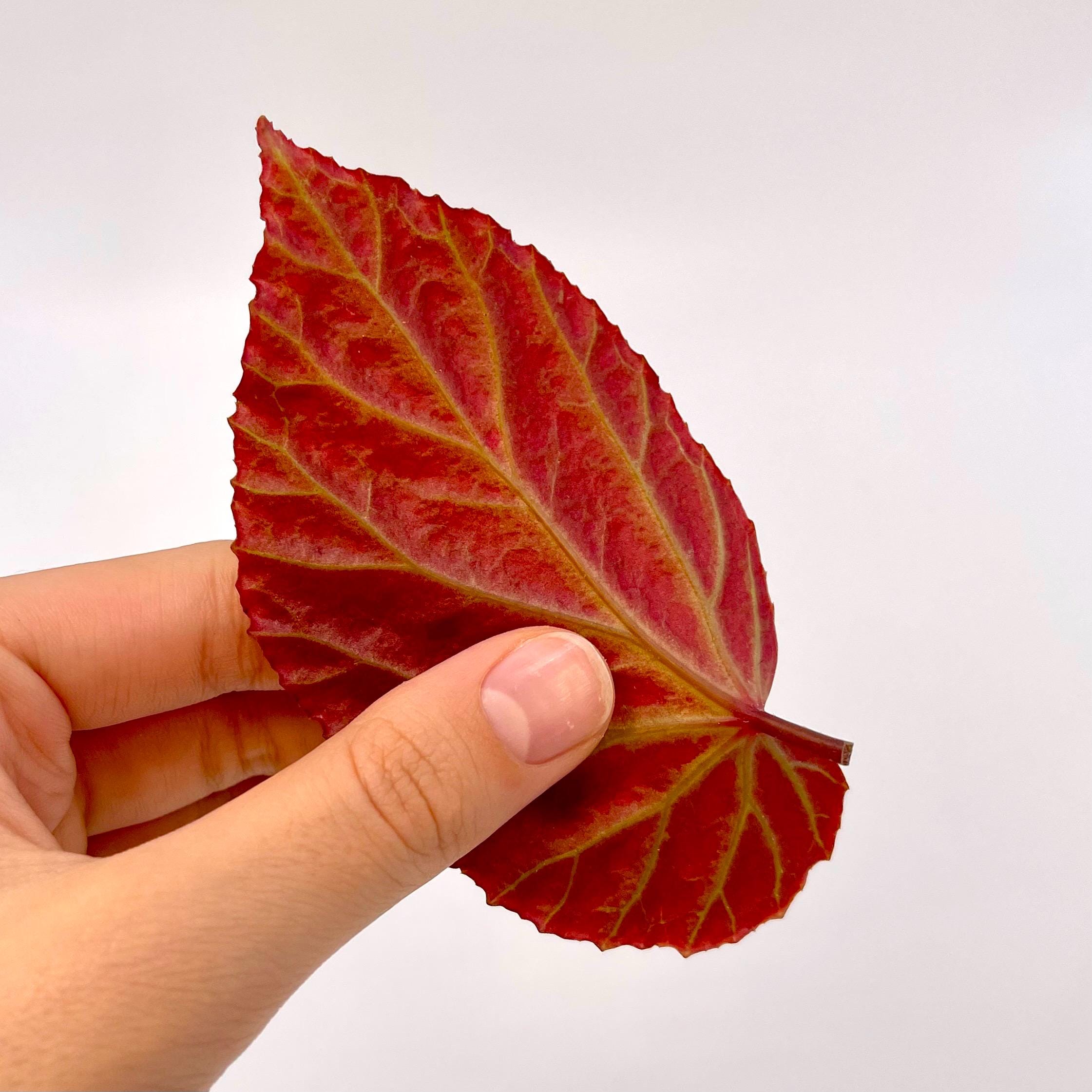 LEAF CUTTING Begonia Botanicaz 65
