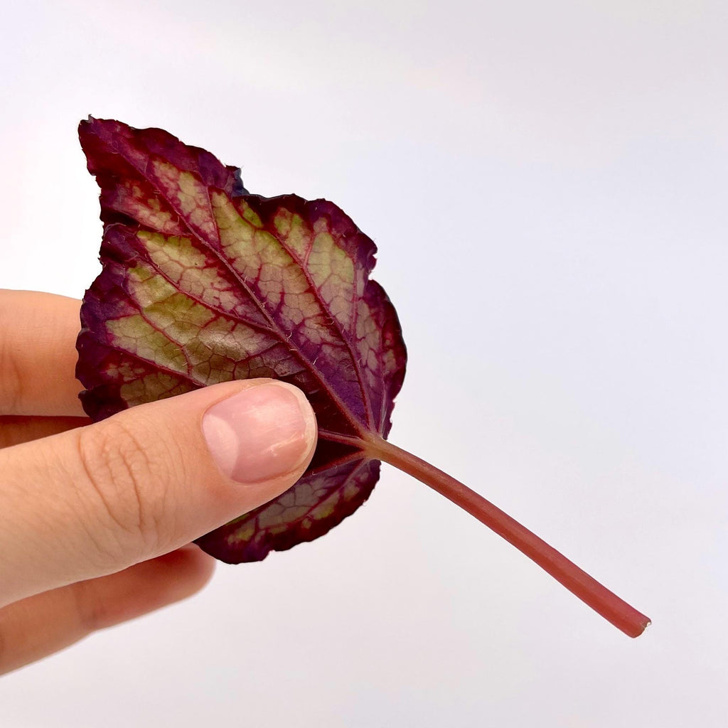LEAF CUTTING Begonia NOID (Can acclimate to house conditions)