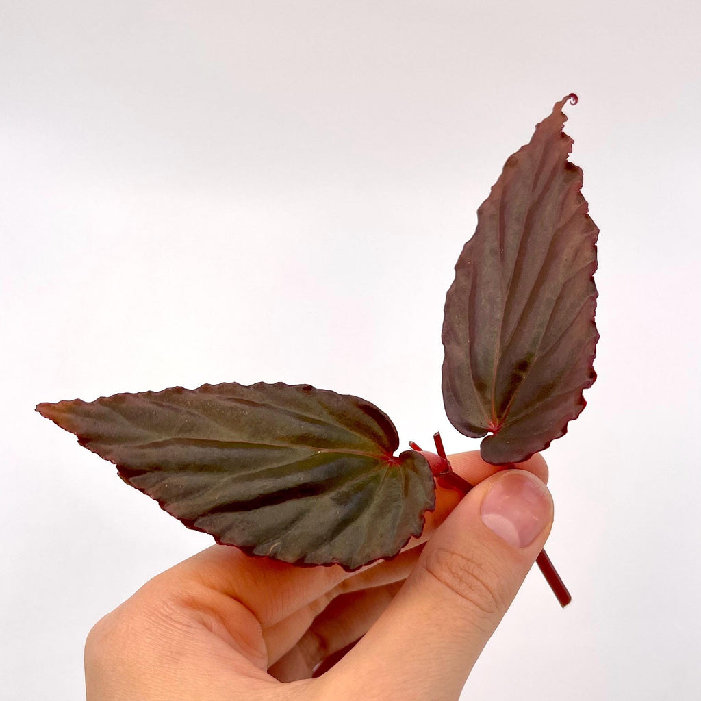 TOP CUTTING Begonia Botanicaz 76 V.1