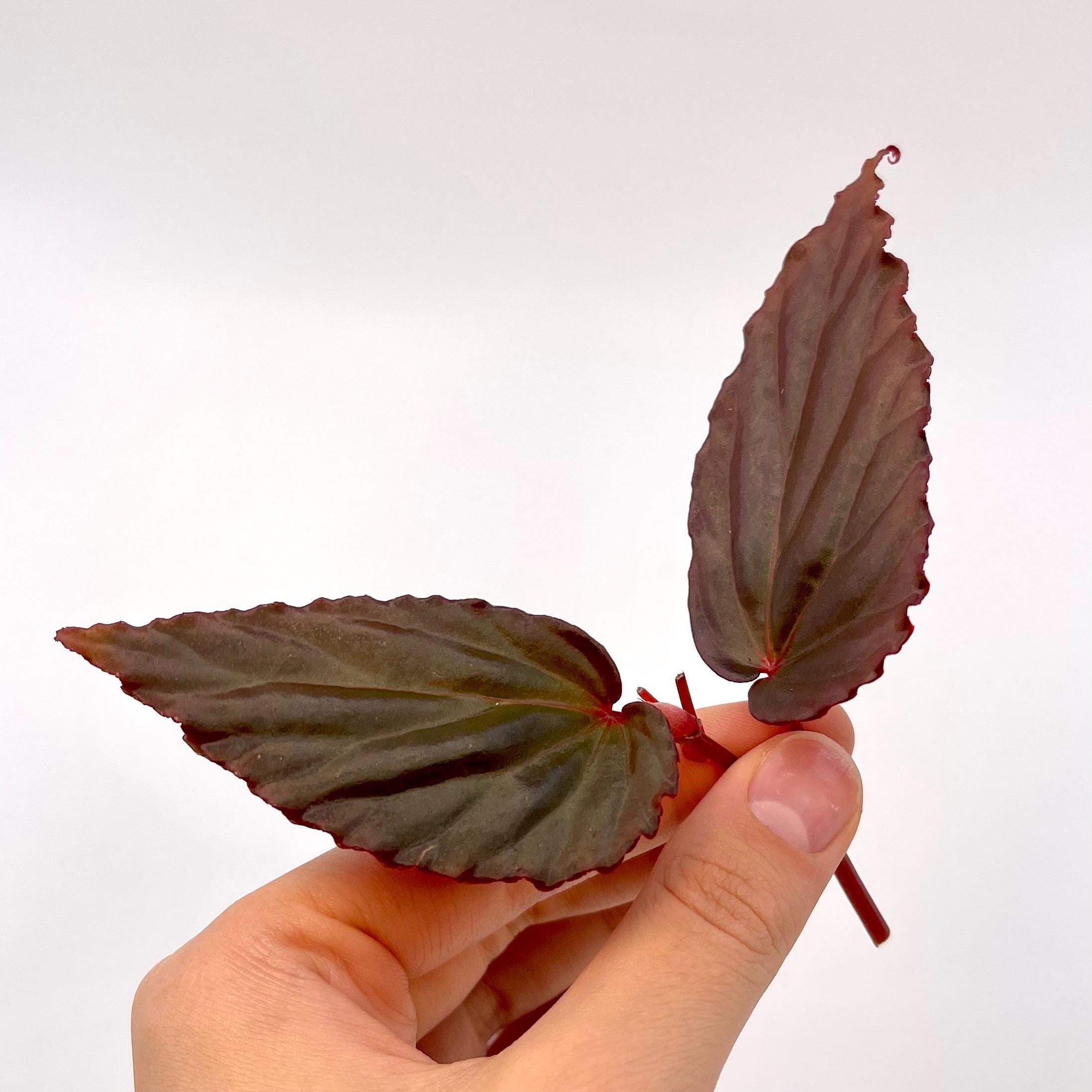 TOP CUTTING Begonia Botanicaz 76 V.1