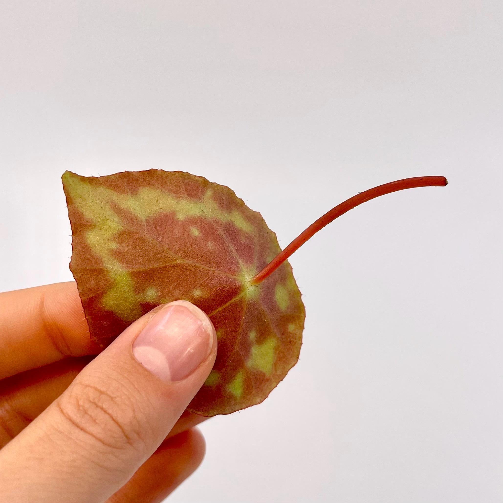 LEAF CUTTING Begonia sp.