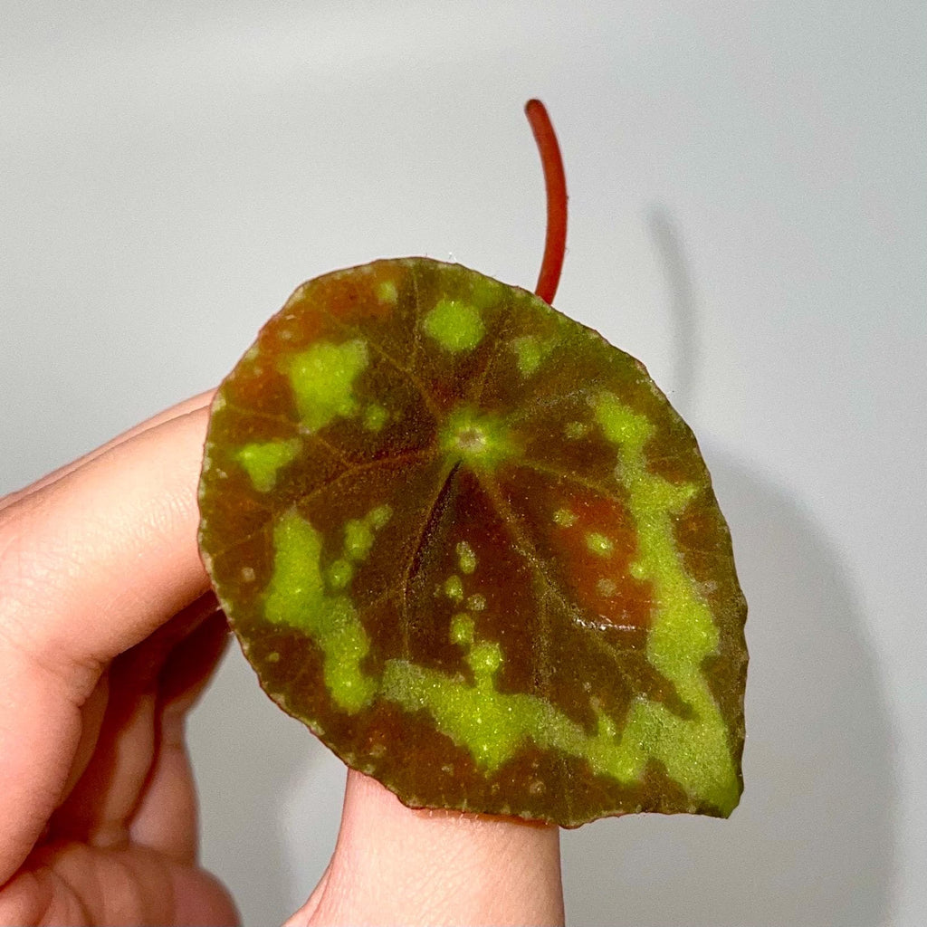 LEAF CUTTING Begonia sp.