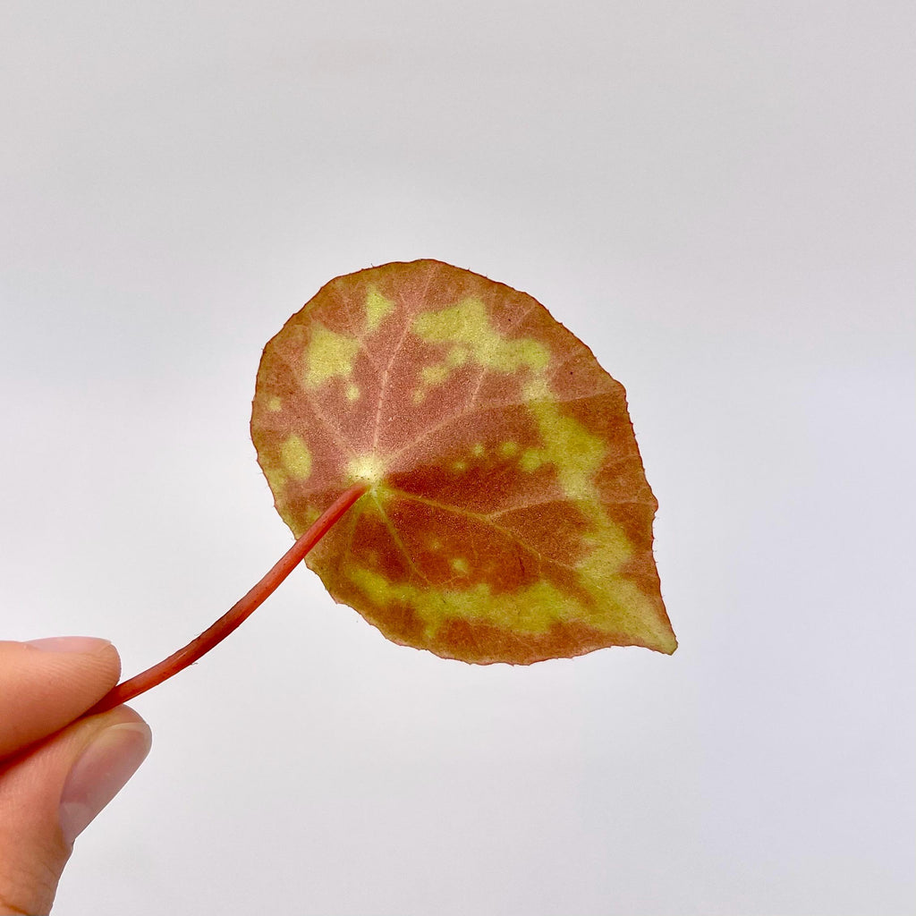LEAF CUTTING Begonia sp.