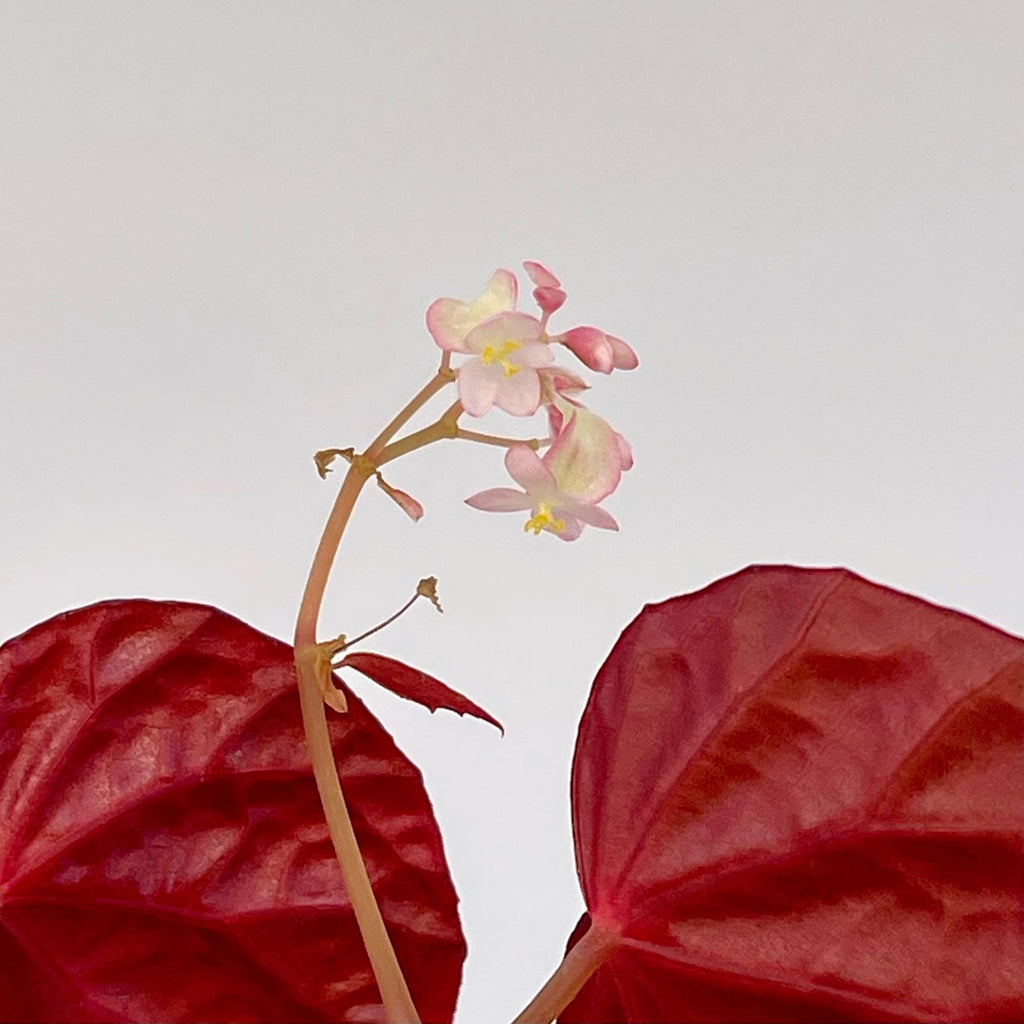 Begonia Botanicaz 115 V.8