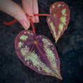 TOP CUTTING Begonia Botanicaz 105 V.7 (Can acclimate to house conditions)