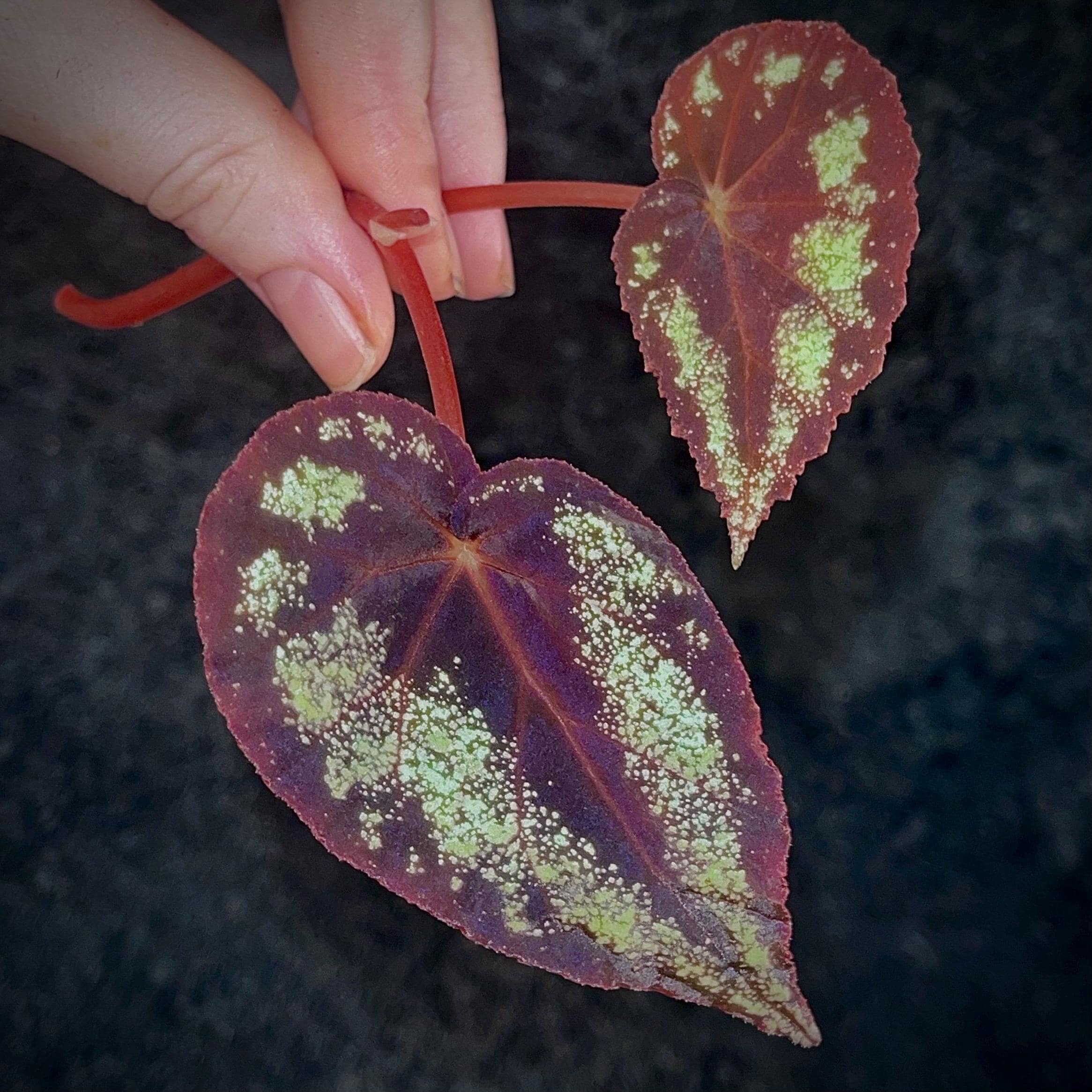 TOP CUTTING Begonia Botanicaz 105 V.7 (Can acclimate to house conditions)