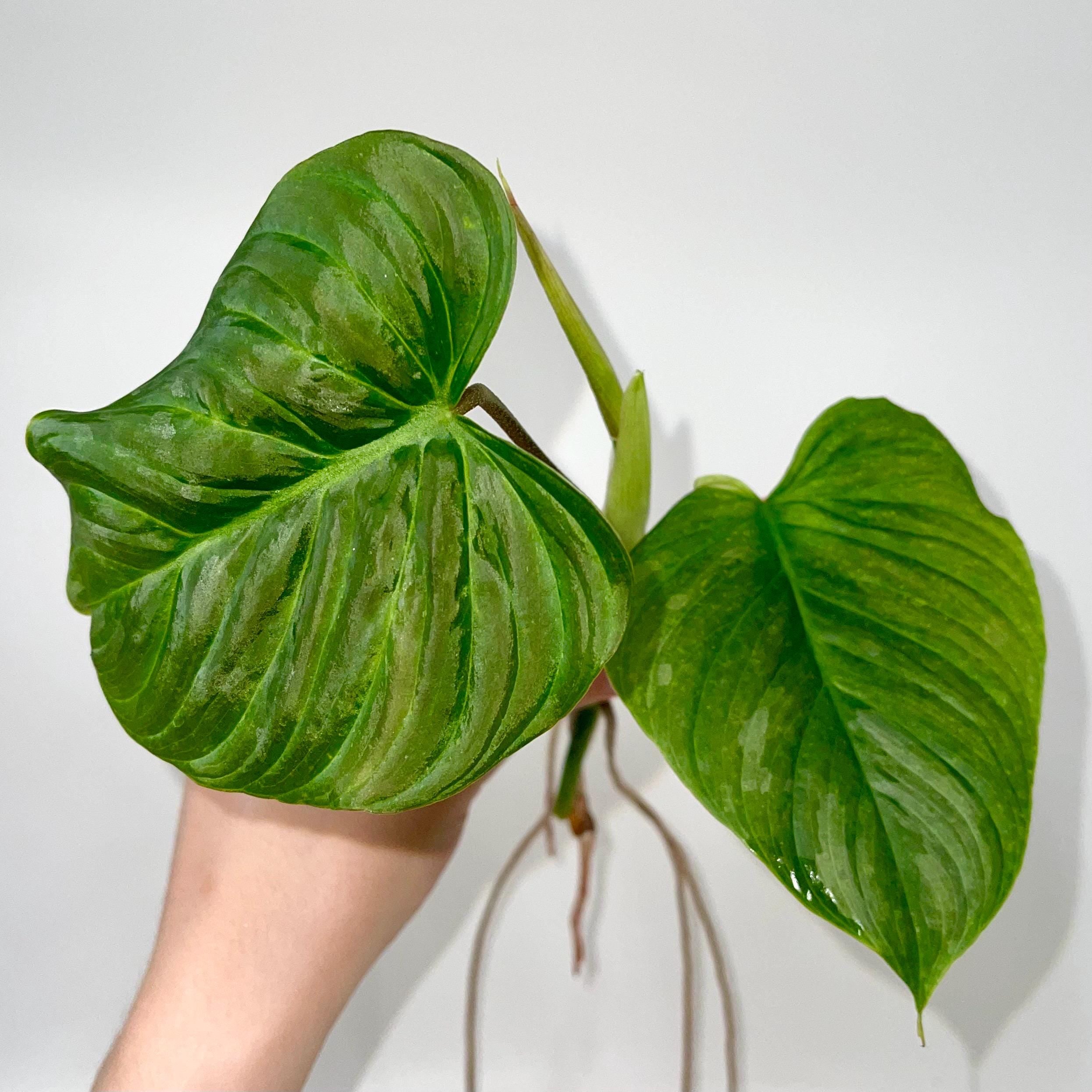 TOP CUTTING Philodendron ‘Majestic’ (Can acclimate to house conditions)