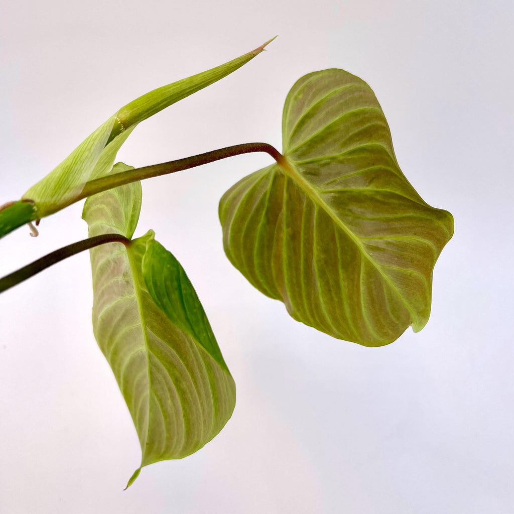TOP CUTTING Philodendron ‘Majestic’ (Can acclimate to house conditions)