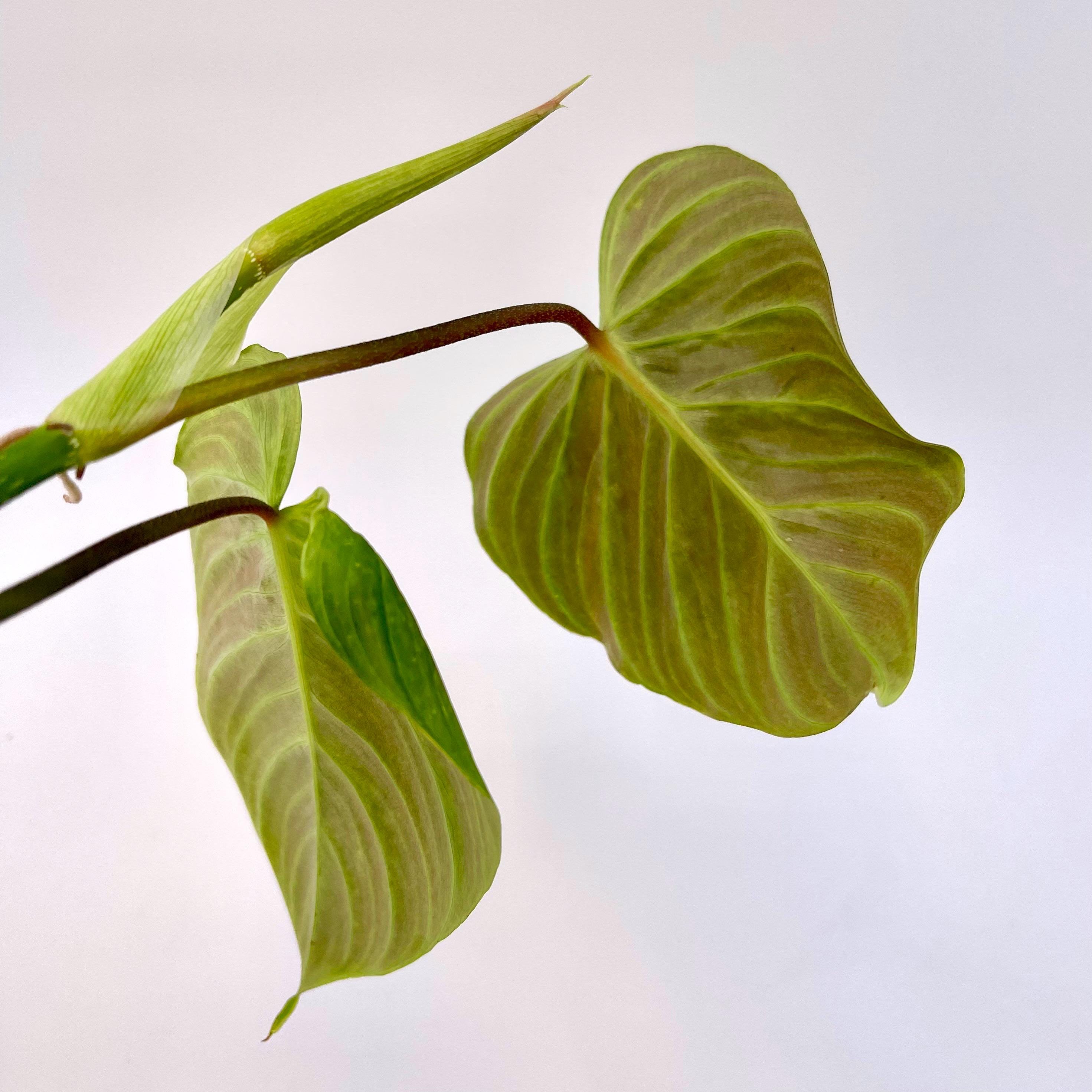 TOP CUTTING Philodendron ‘Majestic’ (Can acclimate to house conditions)