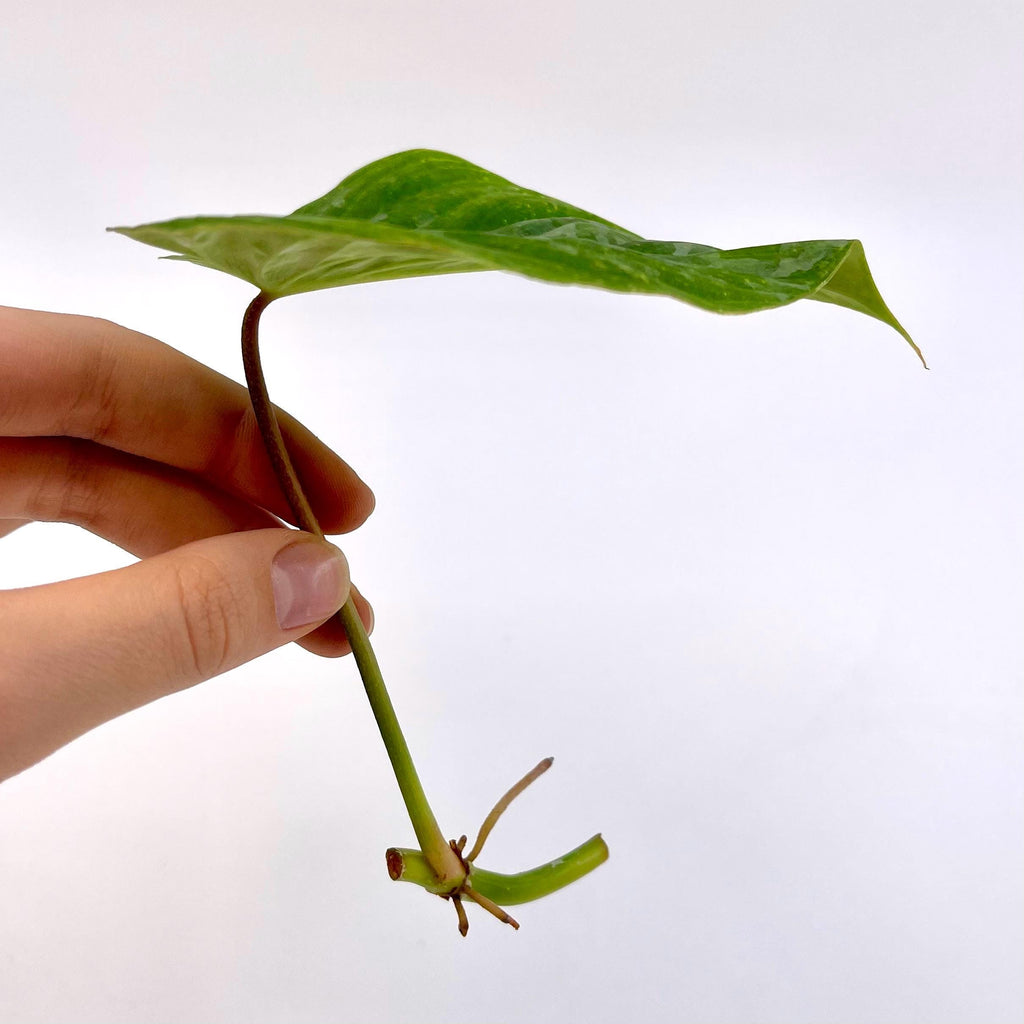 ONE NODE CUTTING Philodendron ‘Majestic’ (Can acclimate to house conditions)