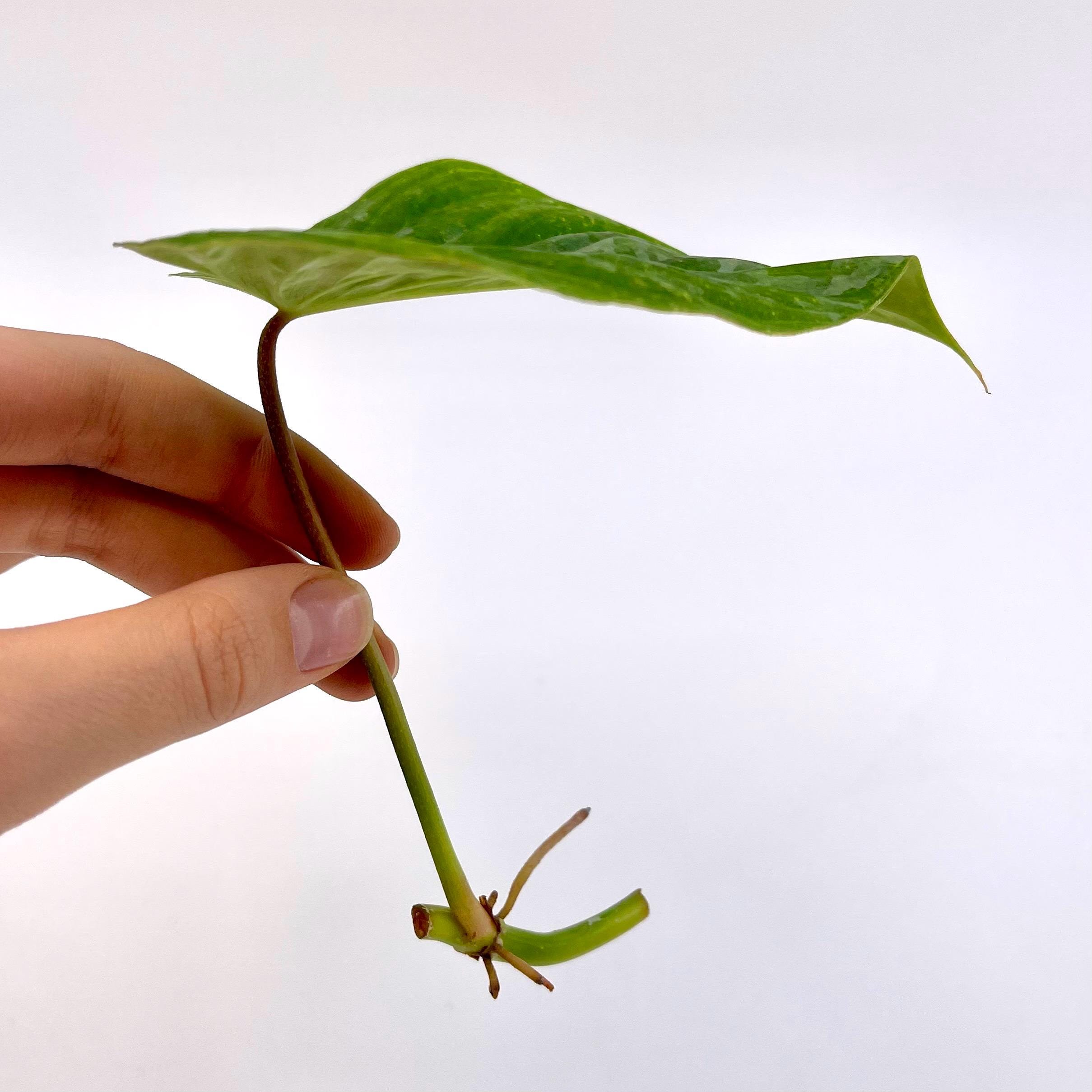 ONE NODE CUTTING Philodendron ‘Majestic’ (Can acclimate to house conditions)