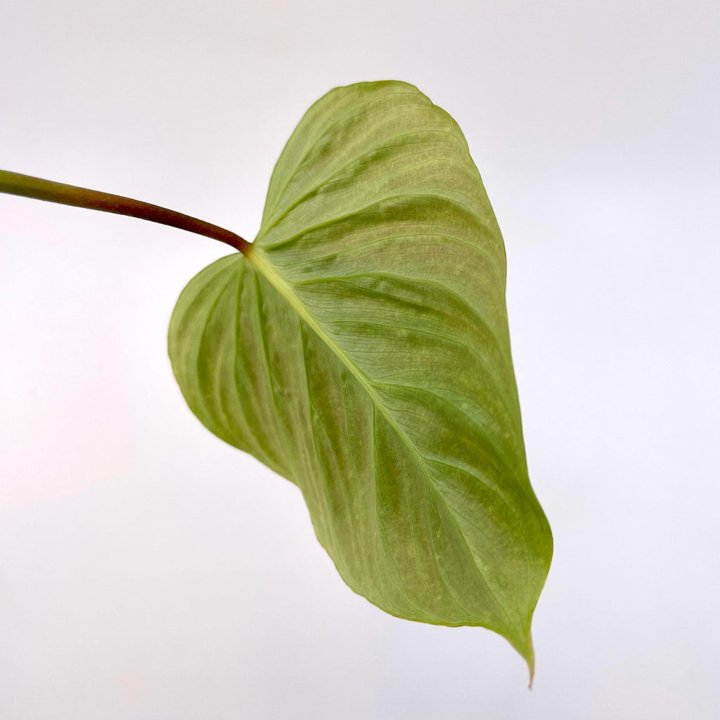ONE NODE CUTTING Philodendron ‘Majestic’ (Can acclimate to house conditions)
