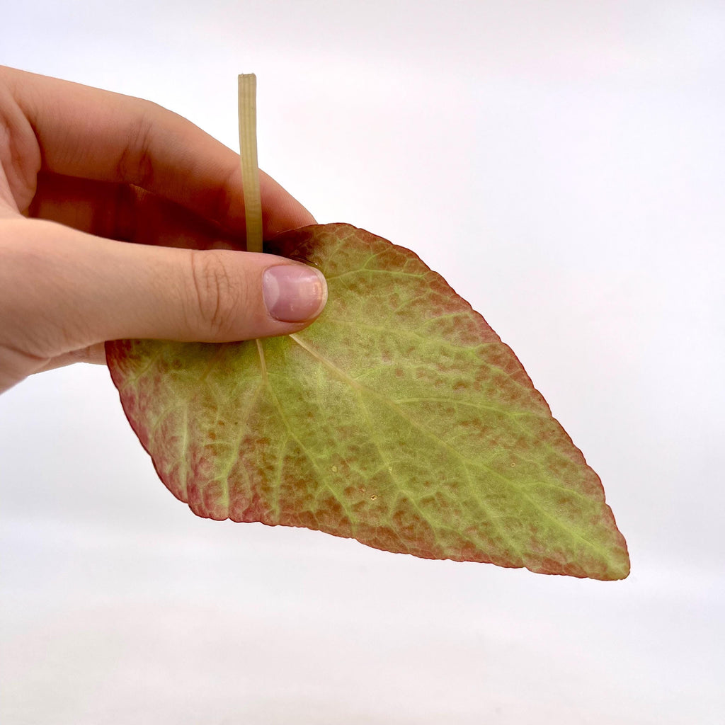 LEAF CUTTING Begonia Botanicaz 183 (Can acclimate to house conditions)