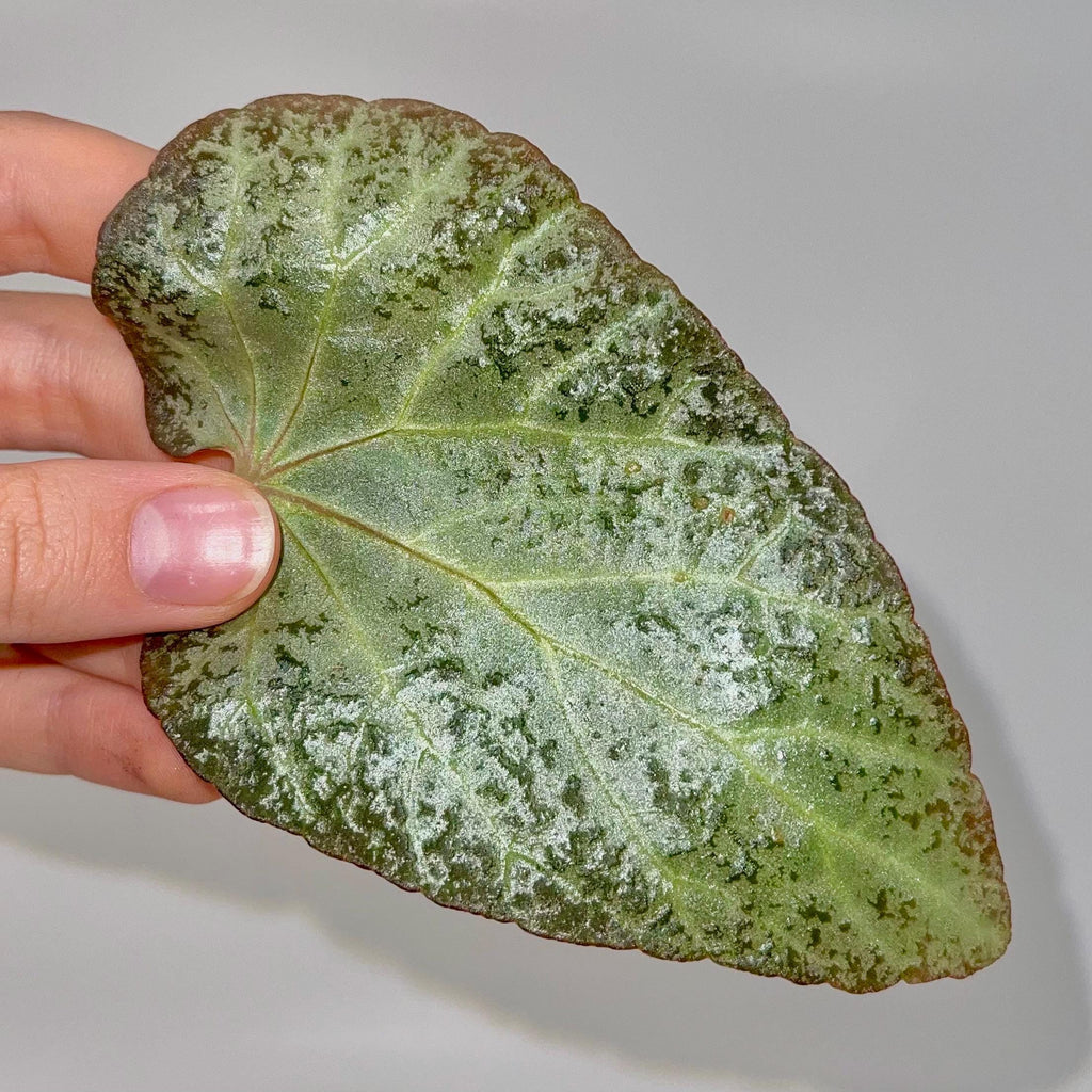 LEAF CUTTING Begonia Botanicaz 183 (Can acclimate to house conditions)