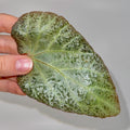 LEAF CUTTING Begonia Botanicaz 183 (Can acclimate to house conditions)