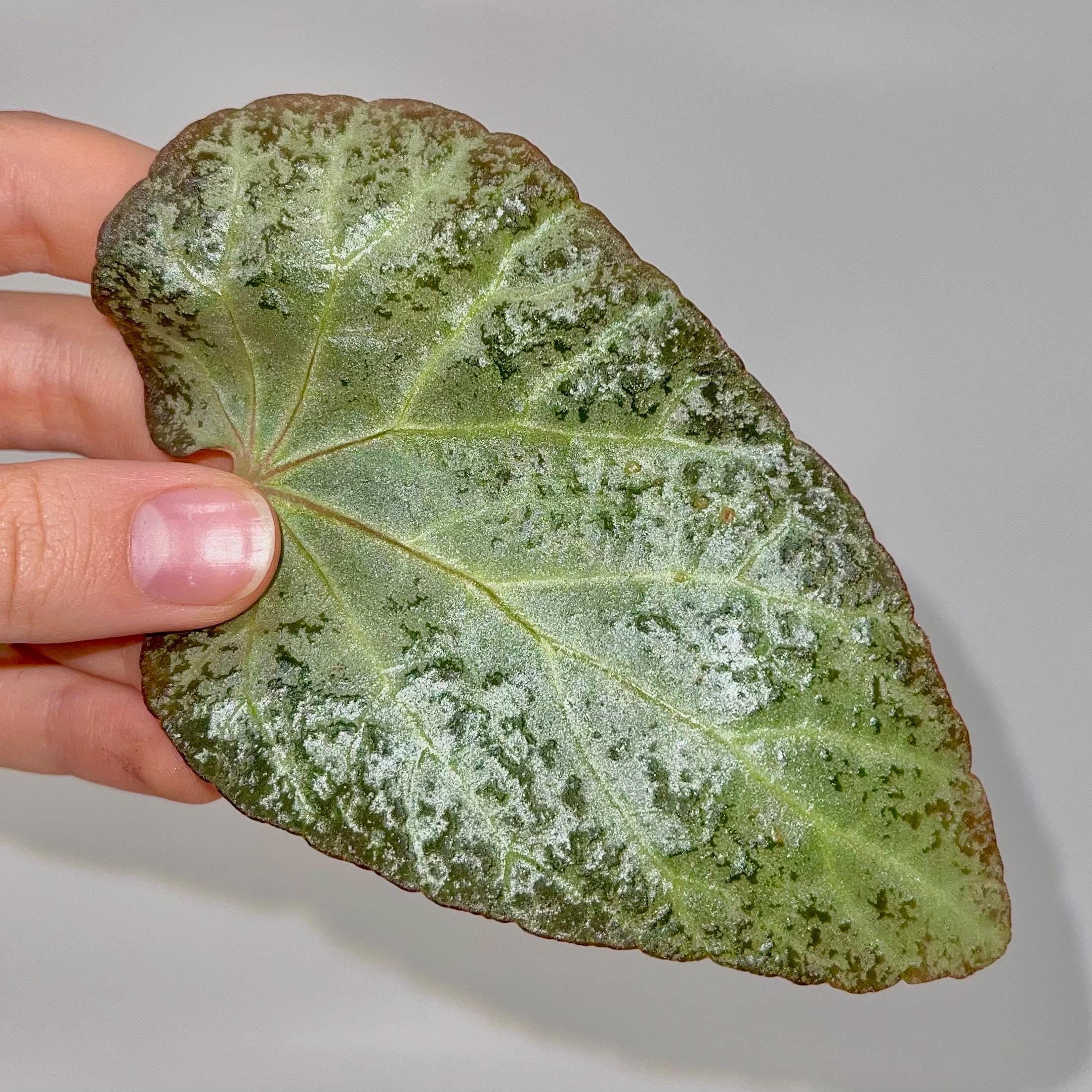 LEAF CUTTING Begonia Botanicaz 183 (Can acclimate to house conditions)