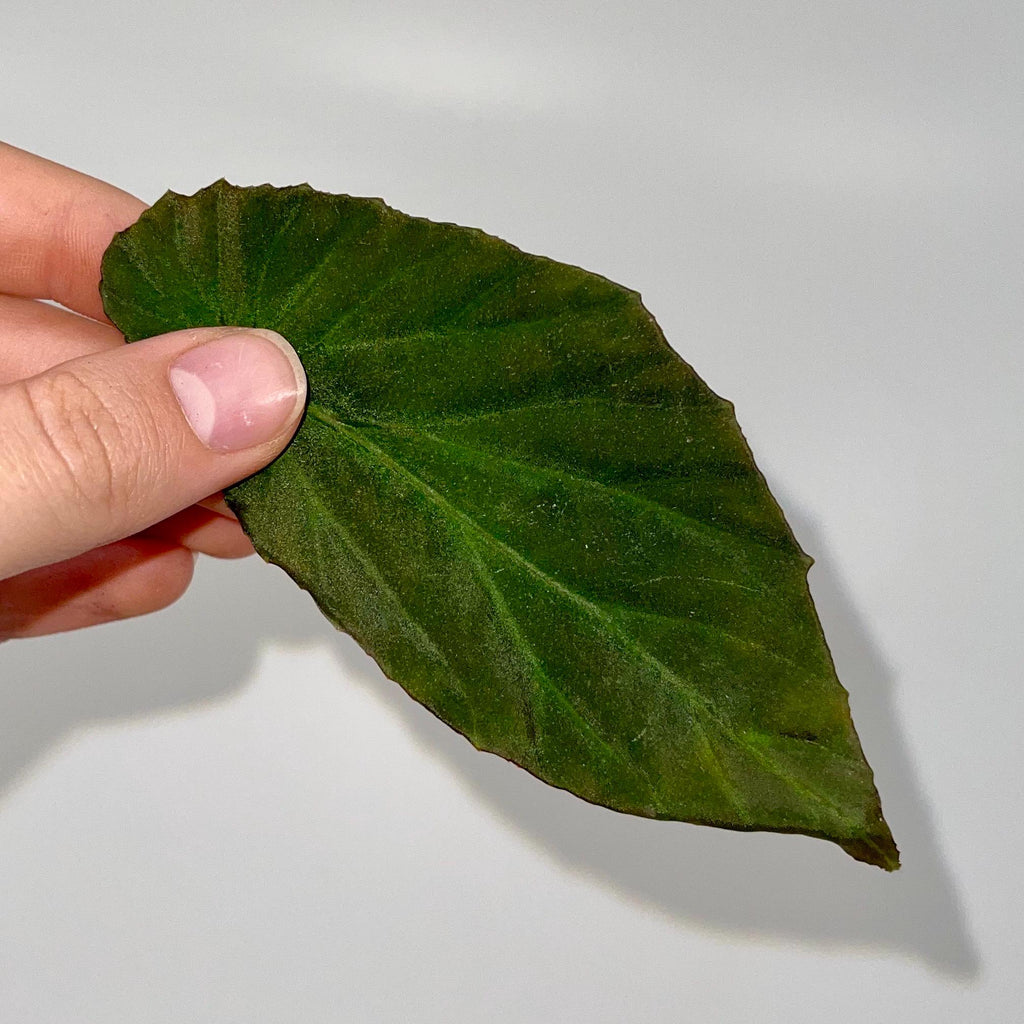 LEAF CUTTING Begonia sp. Lampung Sumatra (Blue Velvet)