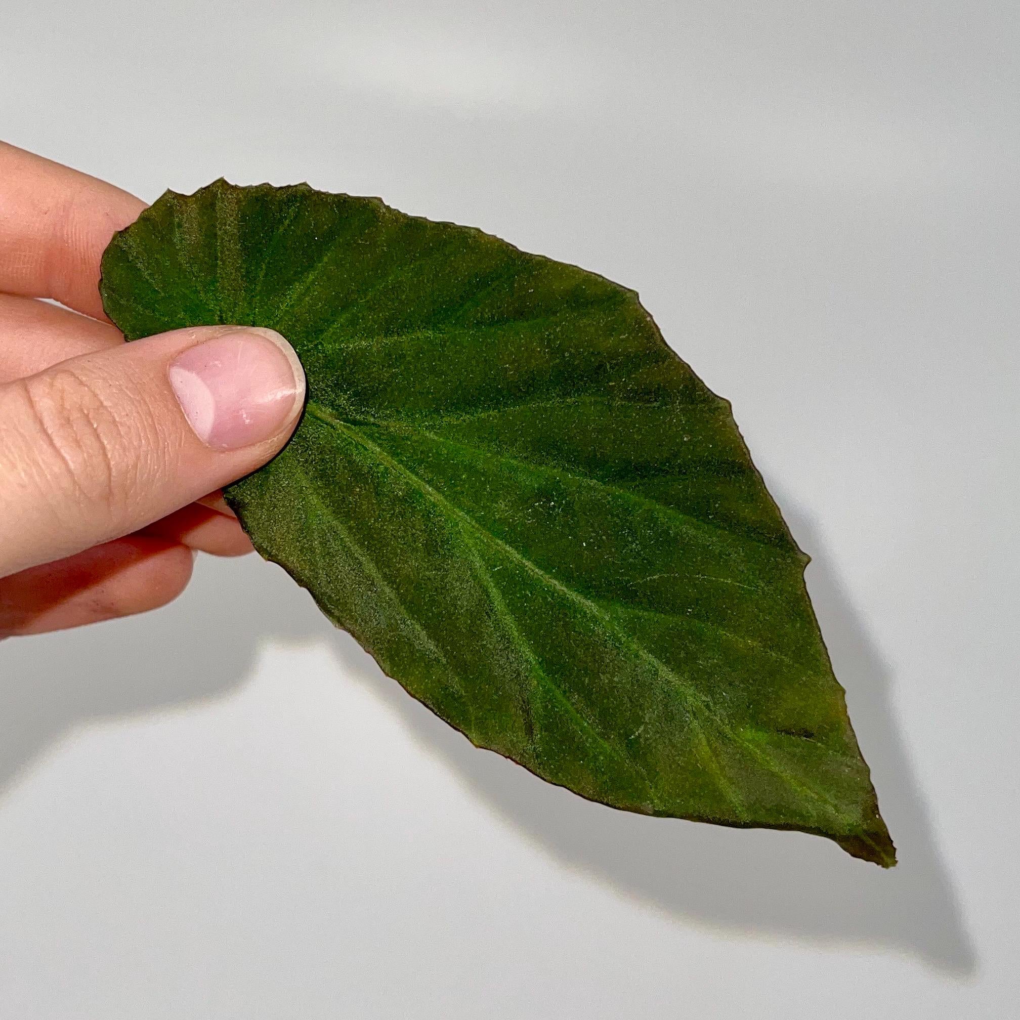 LEAF CUTTING Begonia sp. Lampung Sumatra (Blue Velvet)