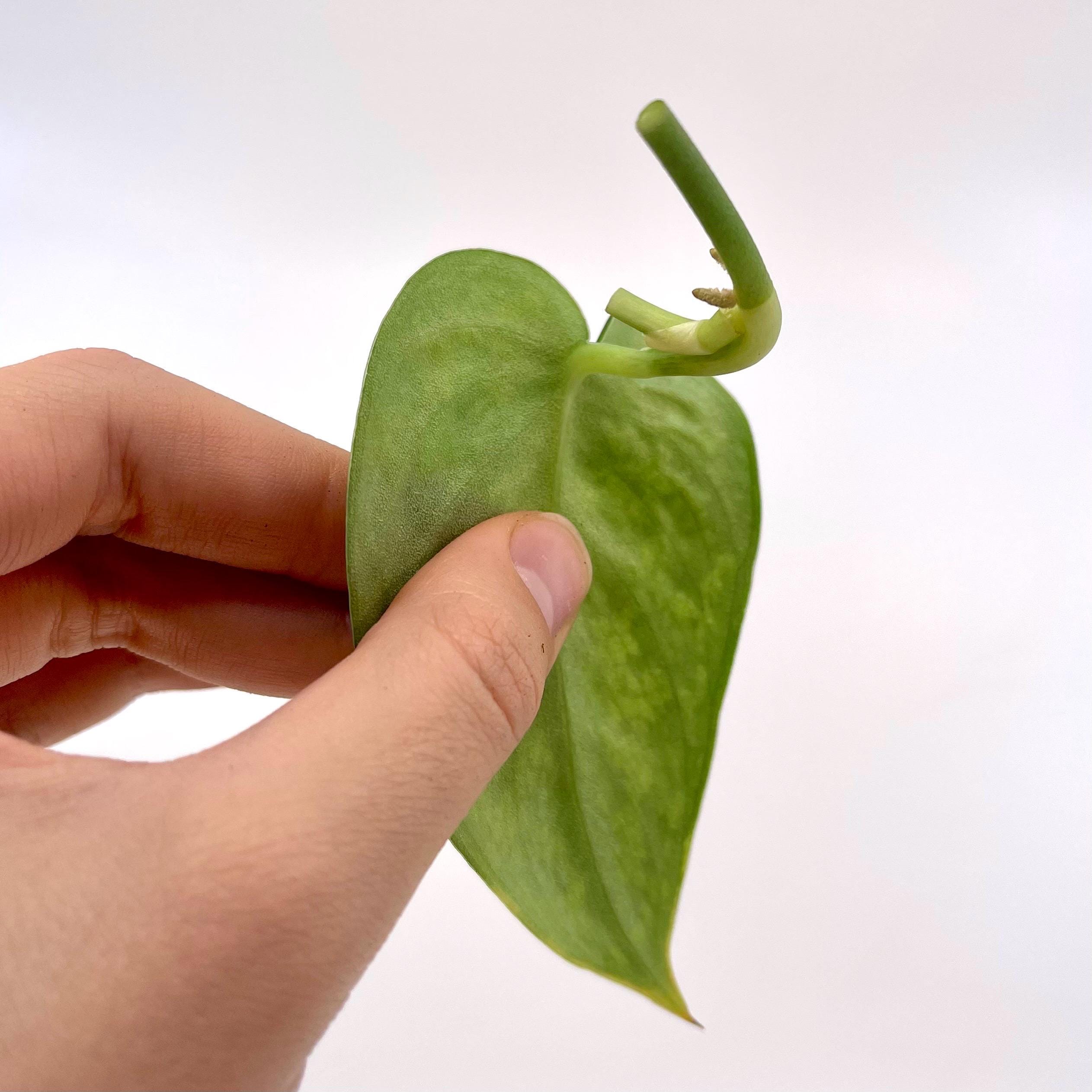 CUTTING Reverted Variegated Scindapsus Mayari (Can acclimate to house conditions)