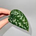 CUTTING Reverted Variegated Scindapsus Mayari (Can acclimate to house conditions)