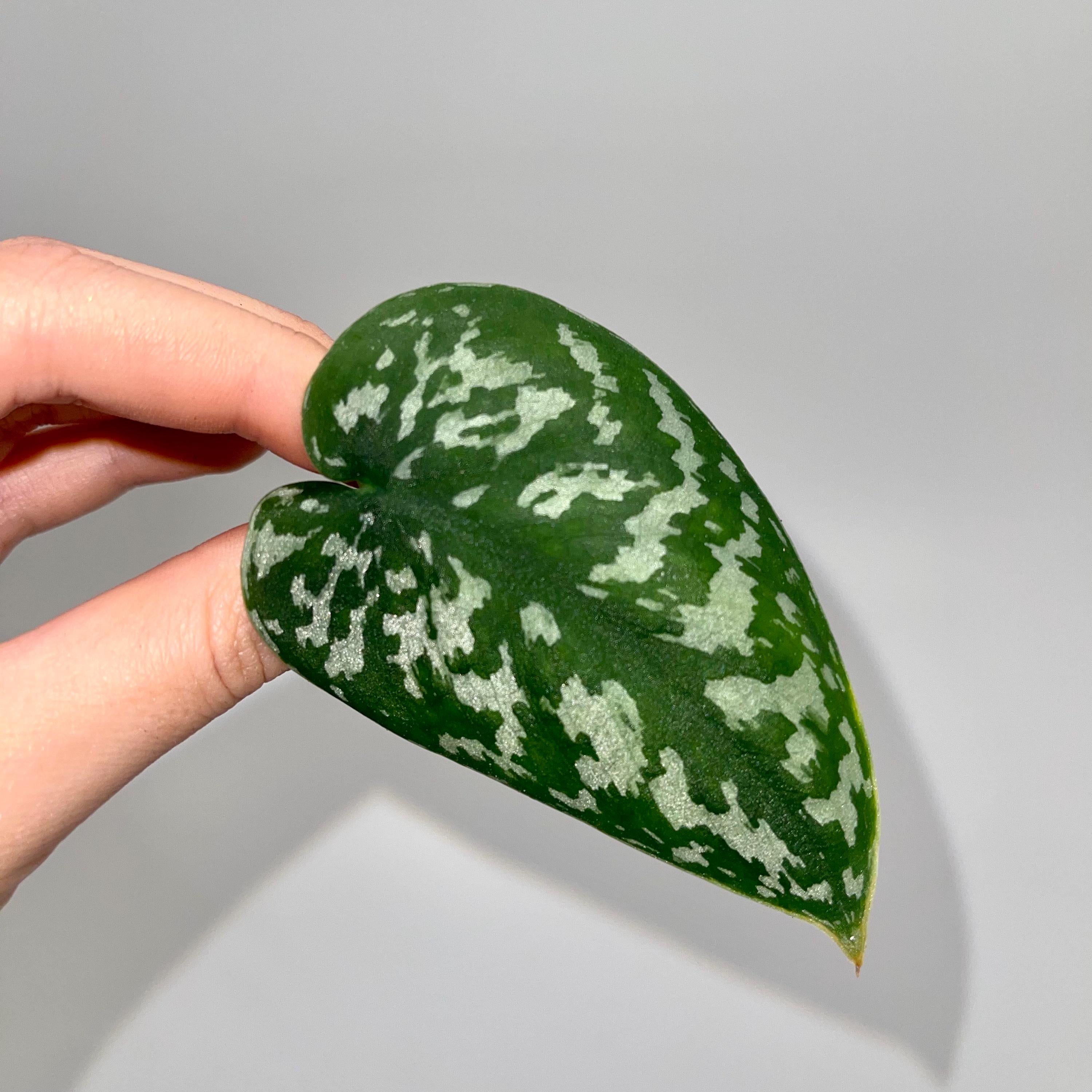 CUTTING Reverted Variegated Scindapsus Mayari (Can acclimate to house conditions)