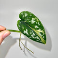 ONE NODE CUTTING Variegated Scindapsus Mayari Non-Exact (Can acclimate to house conditions)