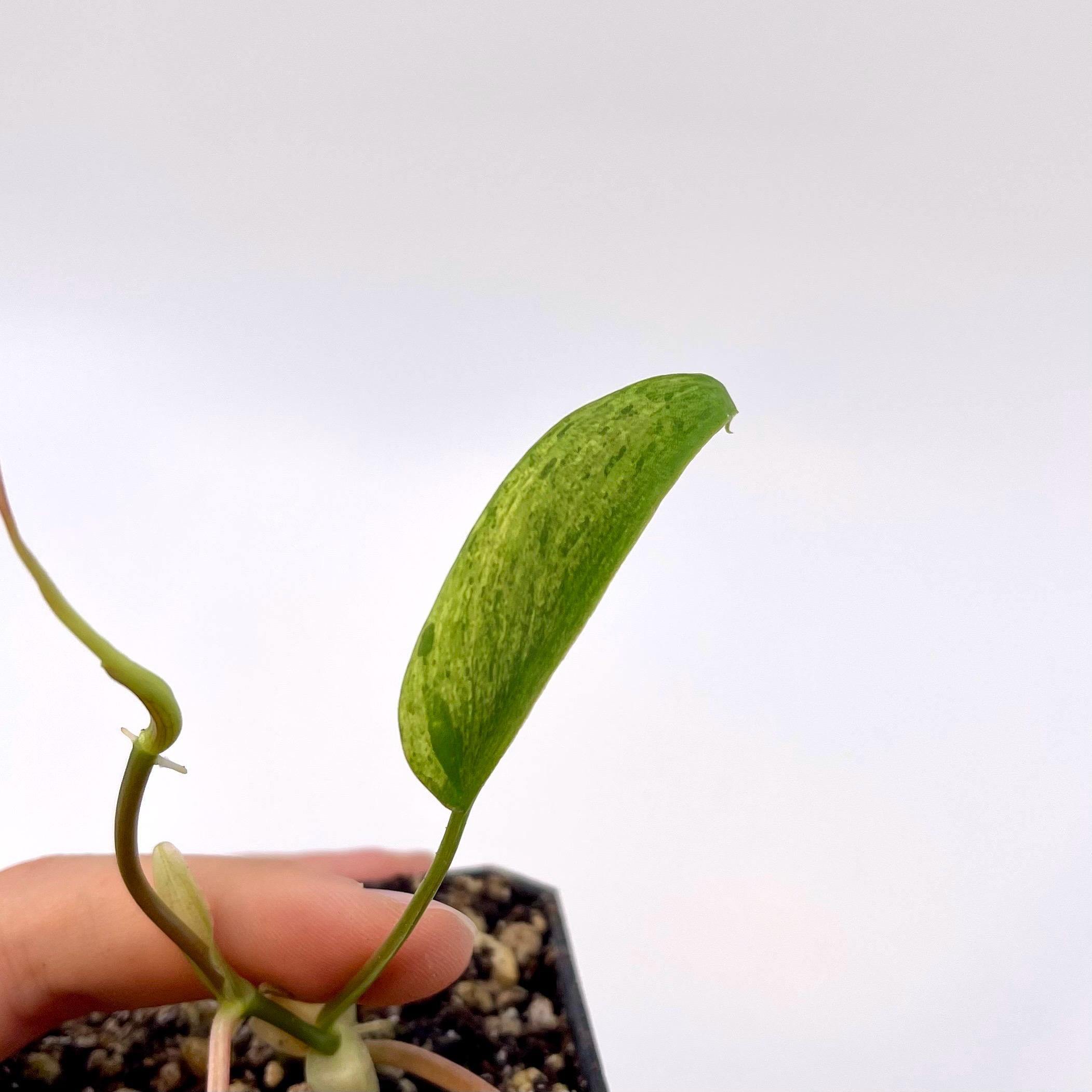 Variegated Philodendron micans ‘mint’ Non-Exact (Can acclimate to house conditions)