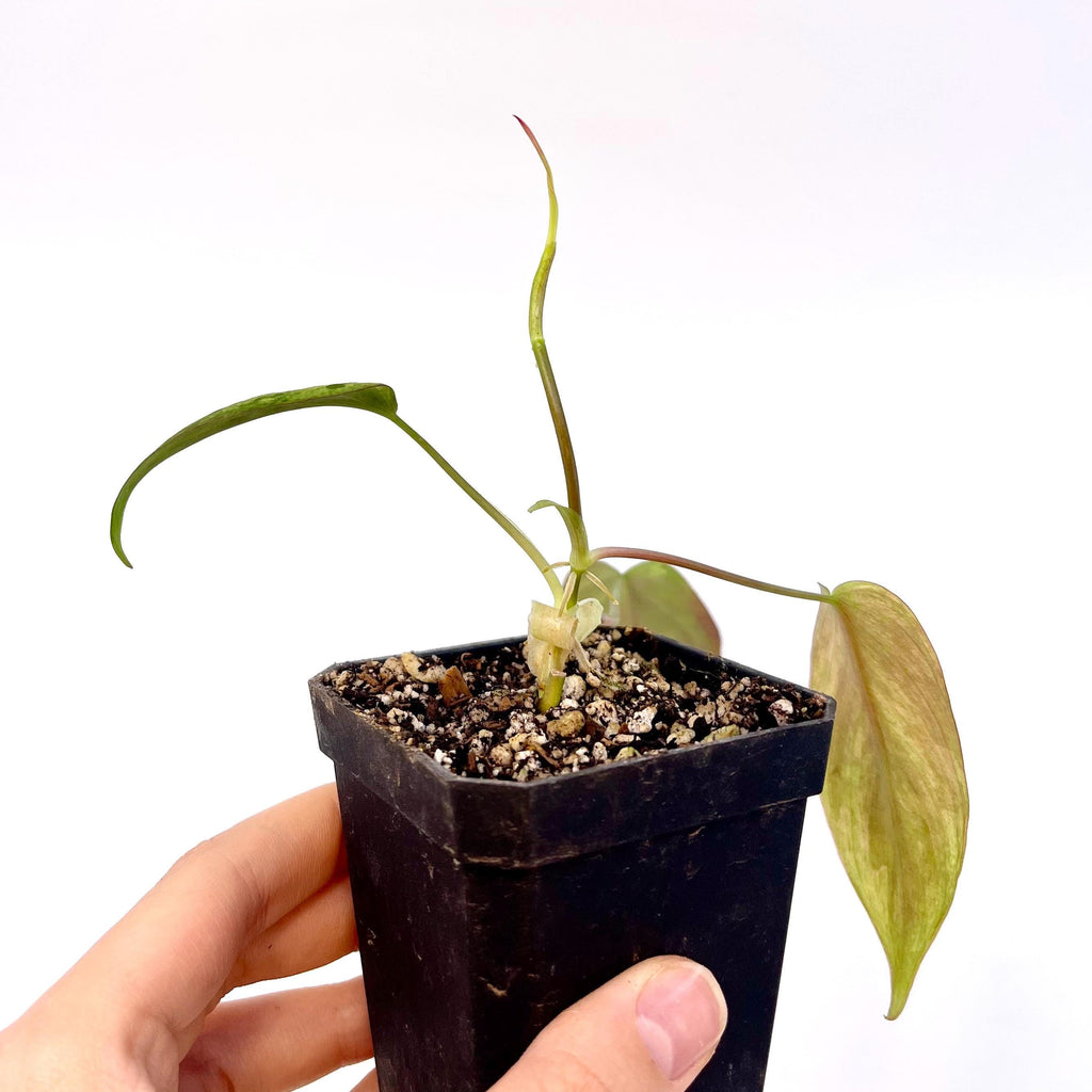 Variegated Philodendron micans ‘mint’ Non-Exact (Can acclimate to house conditions)