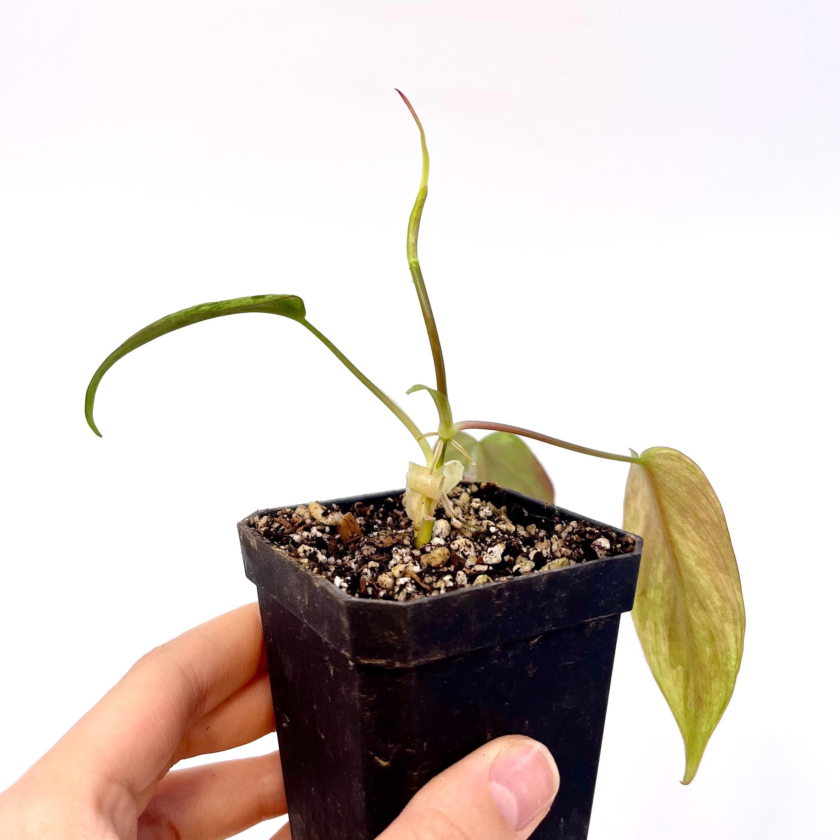 Variegated Philodendron micans ‘mint’ Non-Exact (Can acclimate to house conditions)