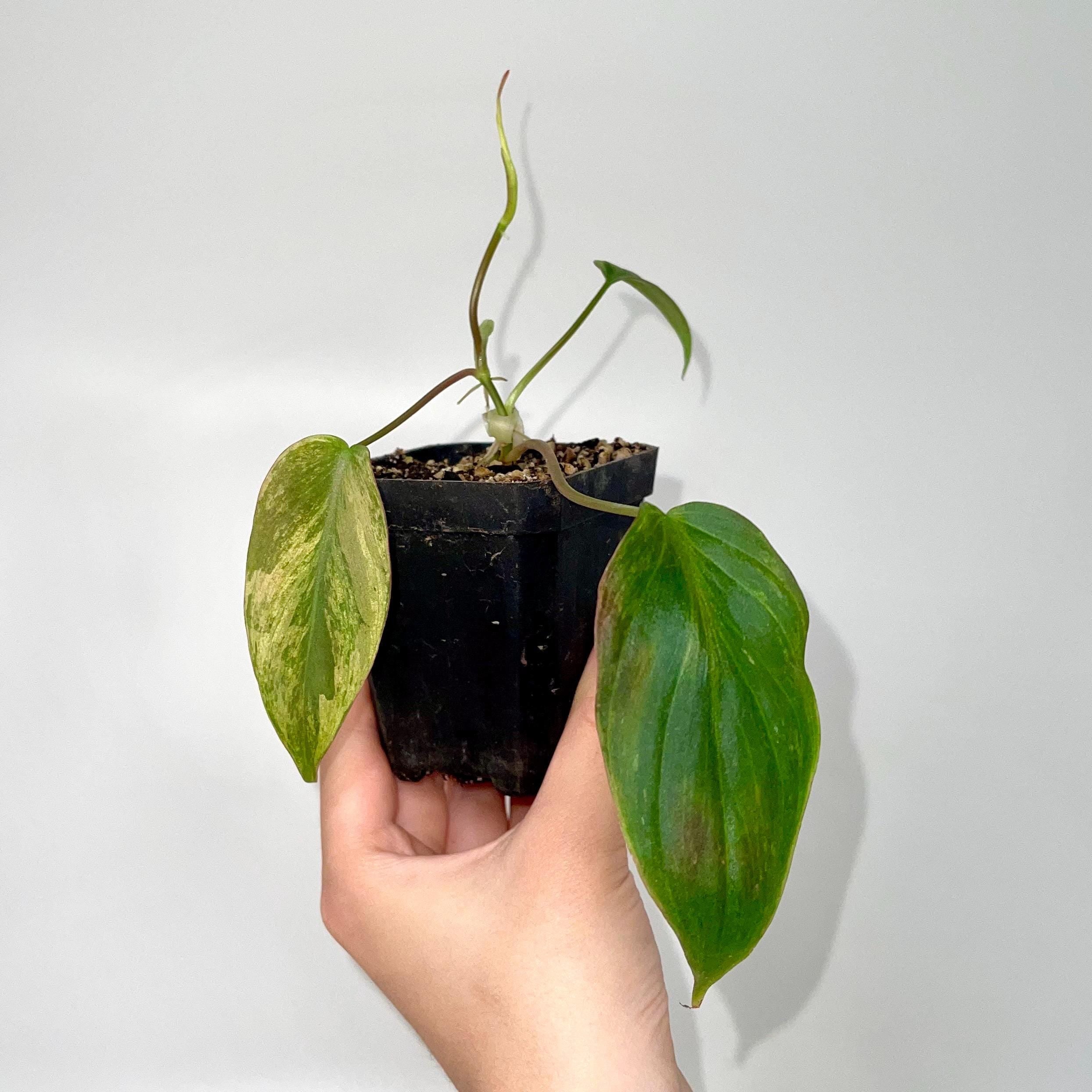 Variegated Philodendron micans ‘mint’ Non-Exact (Can acclimate to house conditions)