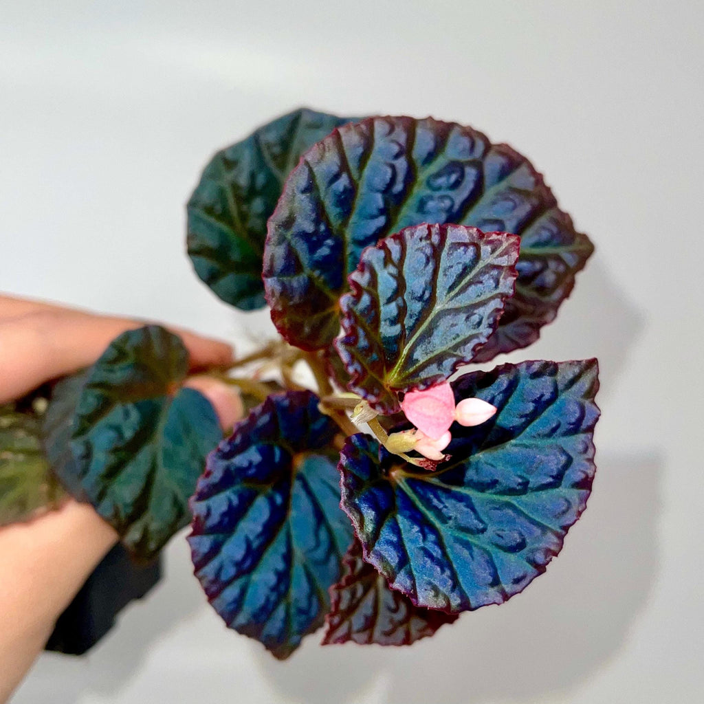 Begonia Botanicaz 115 V.4 Fragrant Blooms