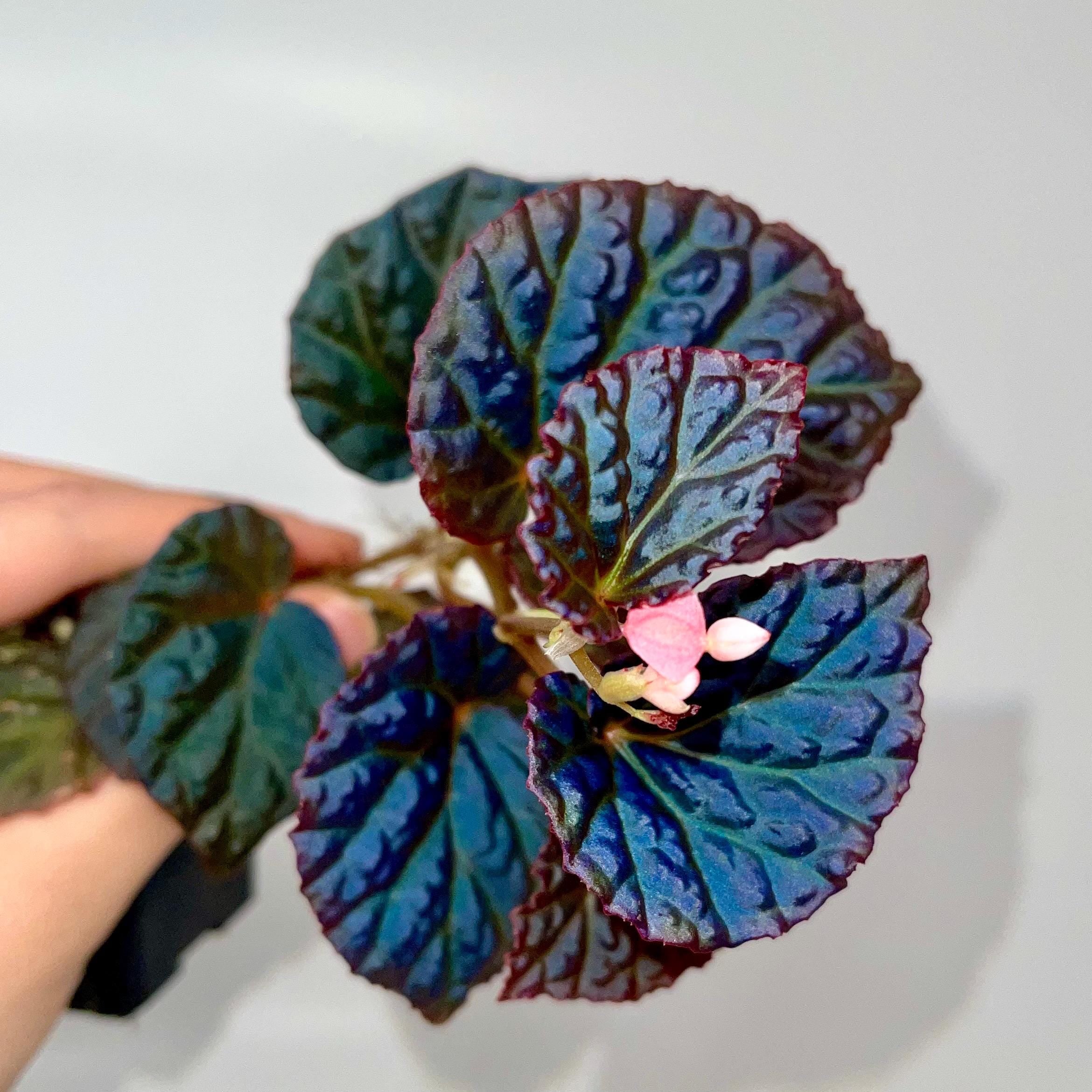 Begonia Botanicaz 115 V.4 Fragrant Blooms